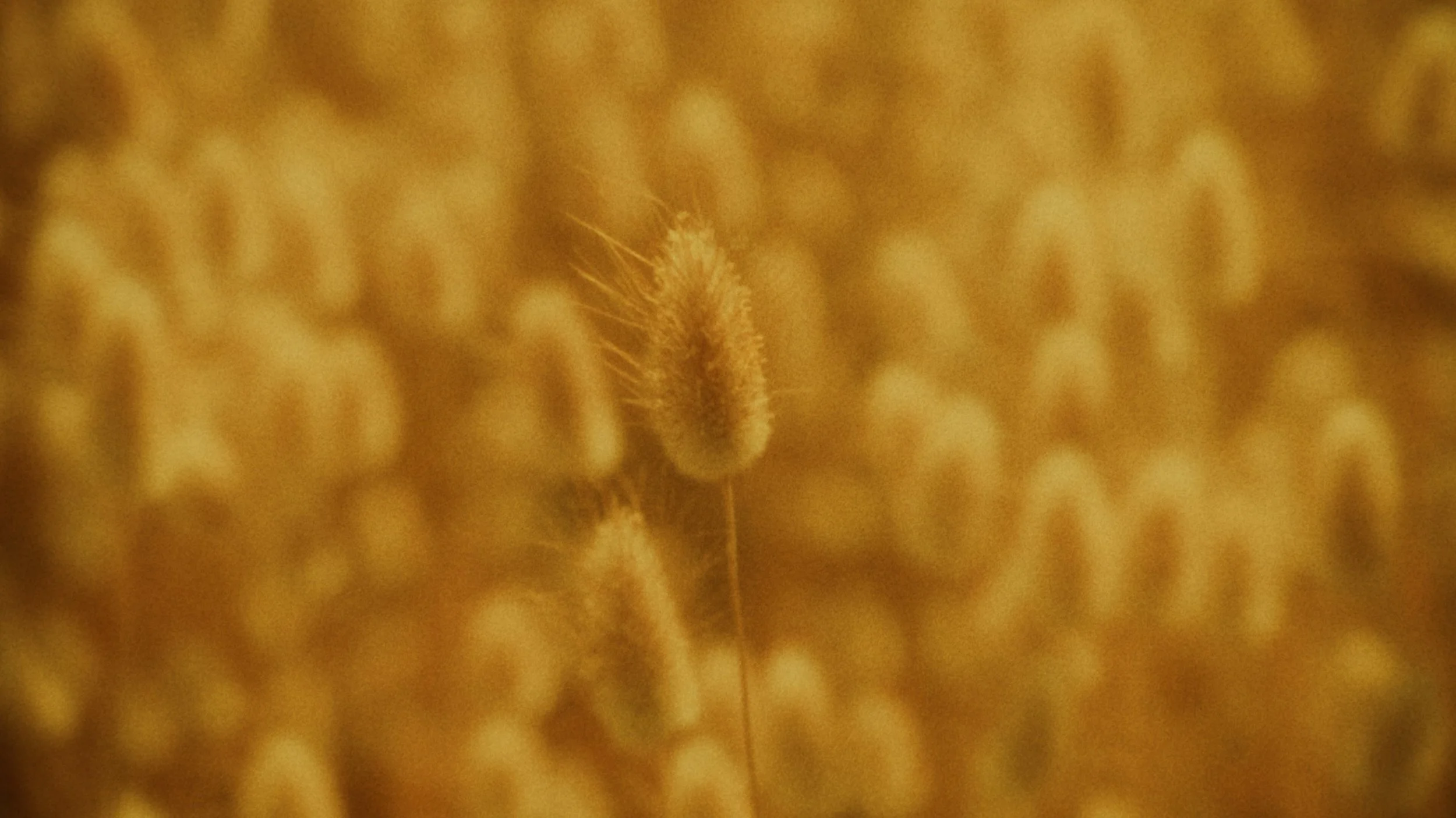 Close-up of a dandelion seed with blurred yellow background.