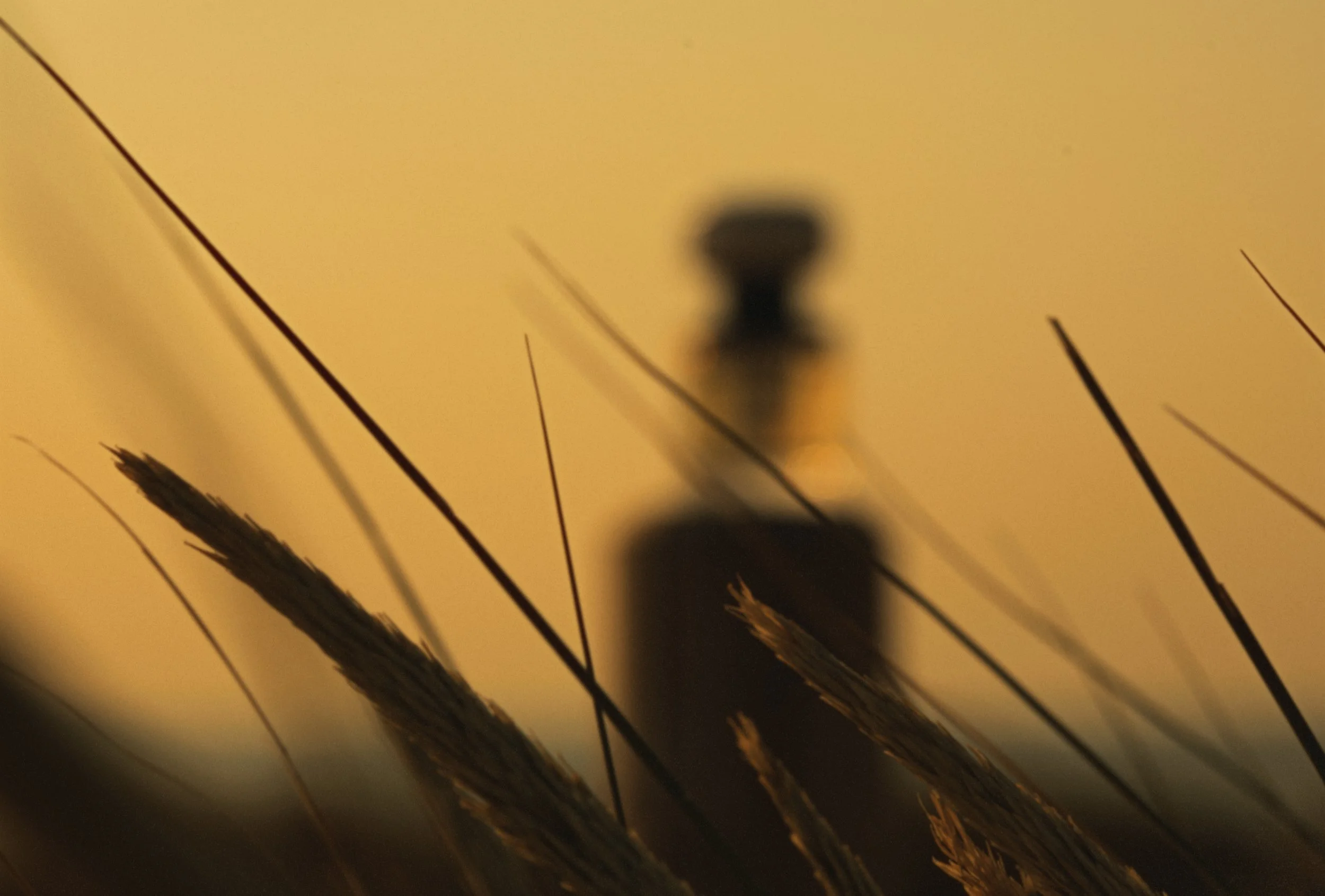 Blurred silhouette of a classic street lamp post with tall grasses in the foreground against a warm, yellowish background.