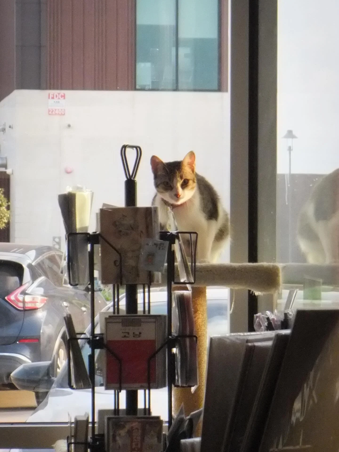 Just some cuties caught on cam ⦮ ⦯

#photography #finepixz950exr #digicam #cat #fujifilm