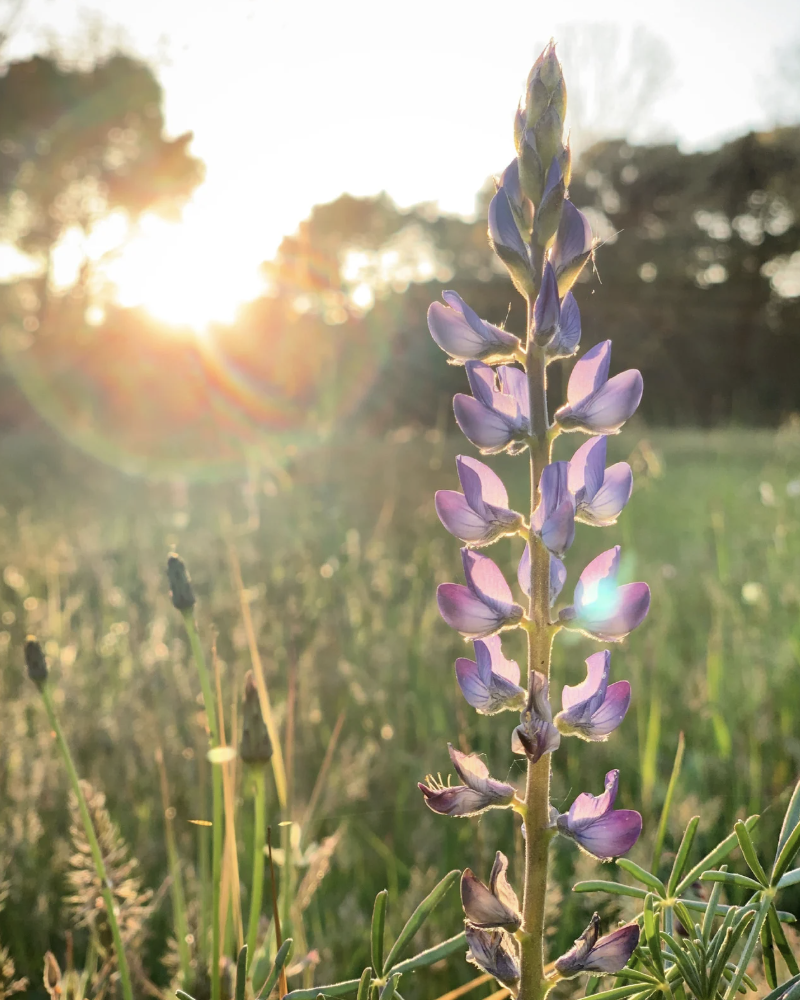 June Intro to Ketamine for Healers