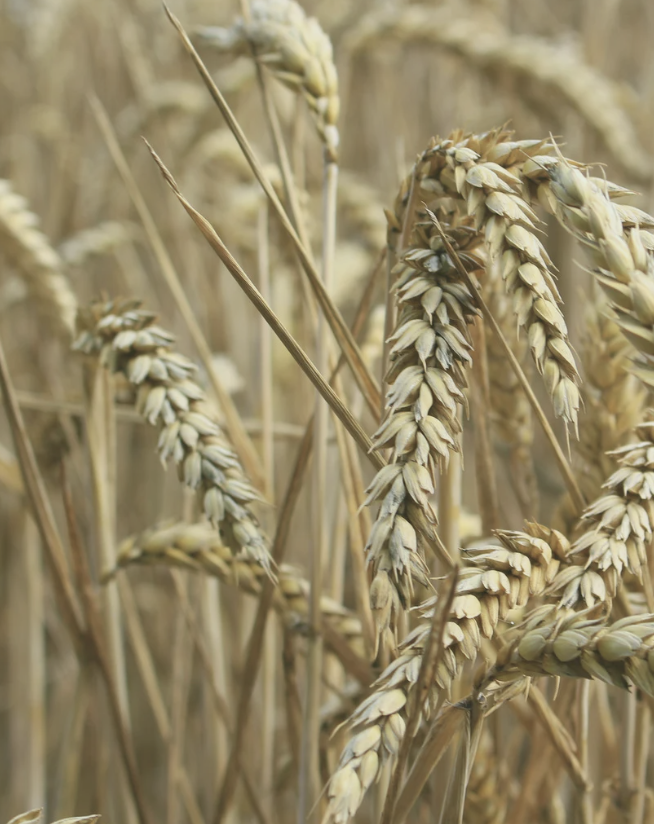 Lughnasadh Continuation Group