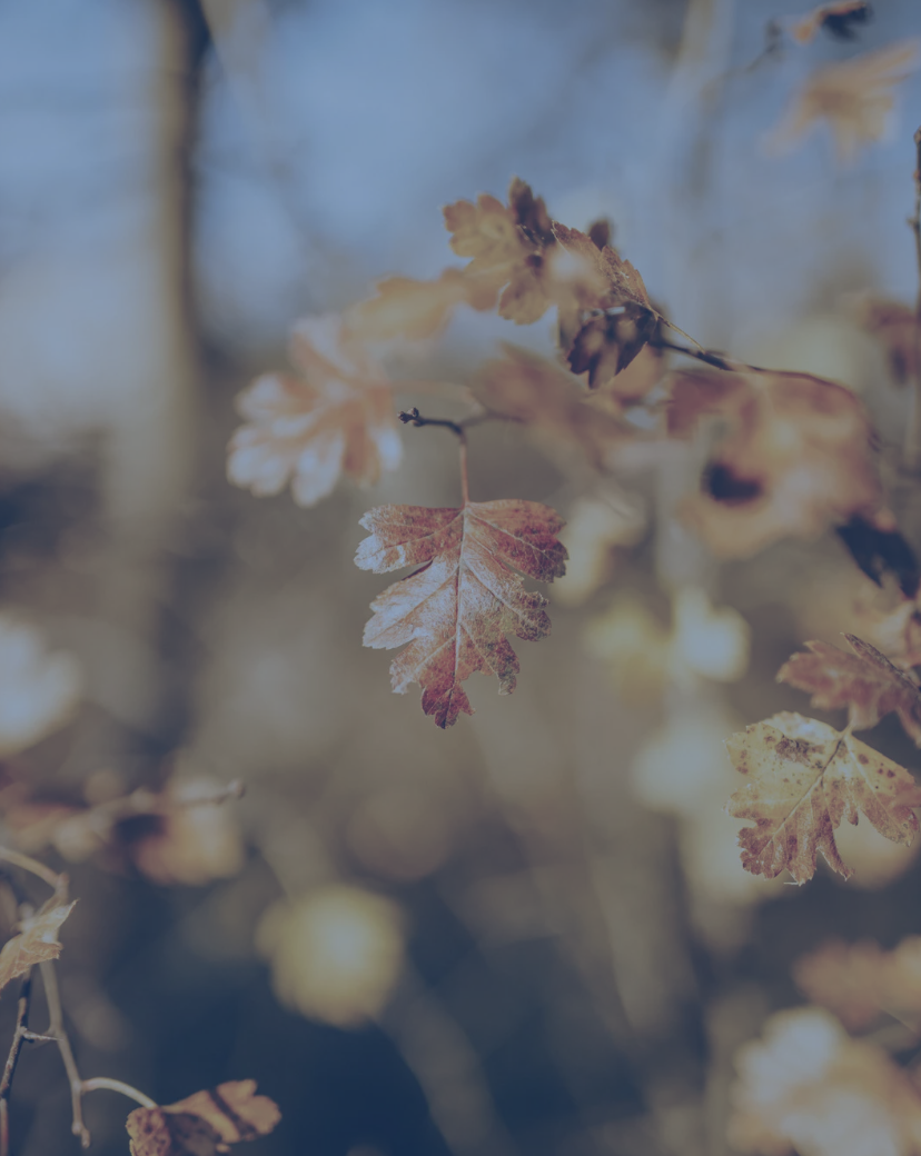 Samhain Continuation Group