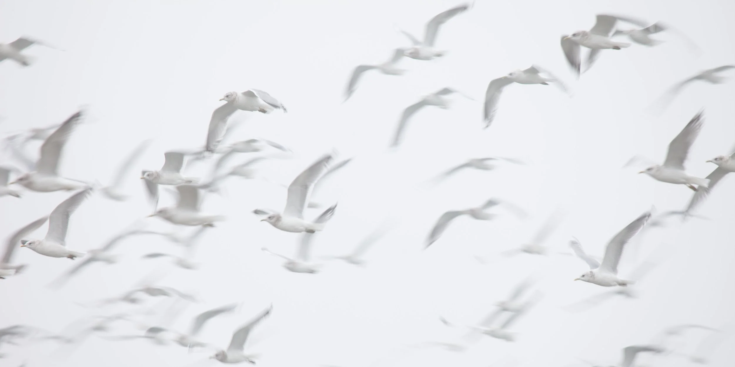 How can the process of hiring a DEI consultant itself be co-creative? (part 2 of 4)