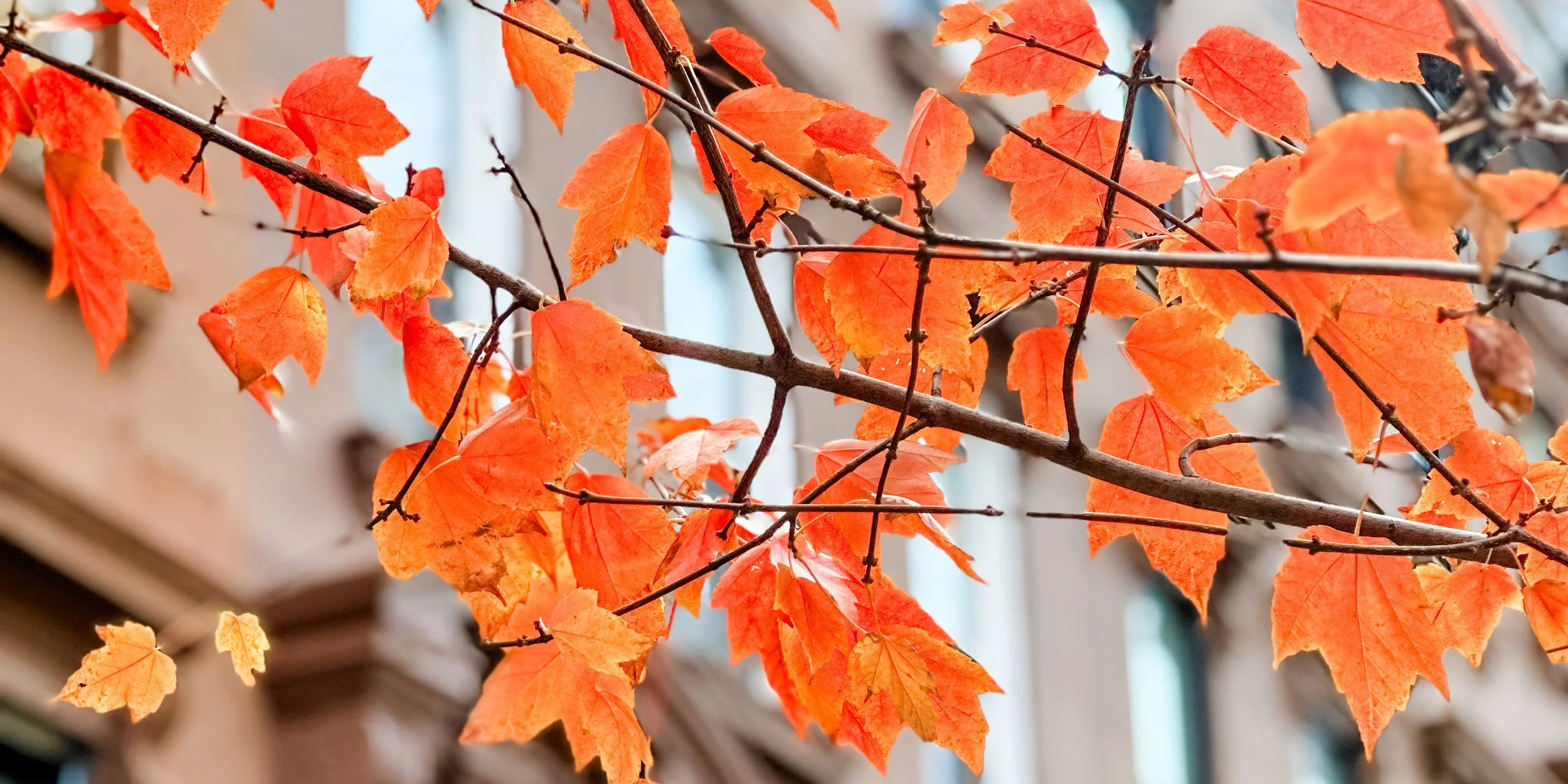 Finding “obstinate” healing and joy