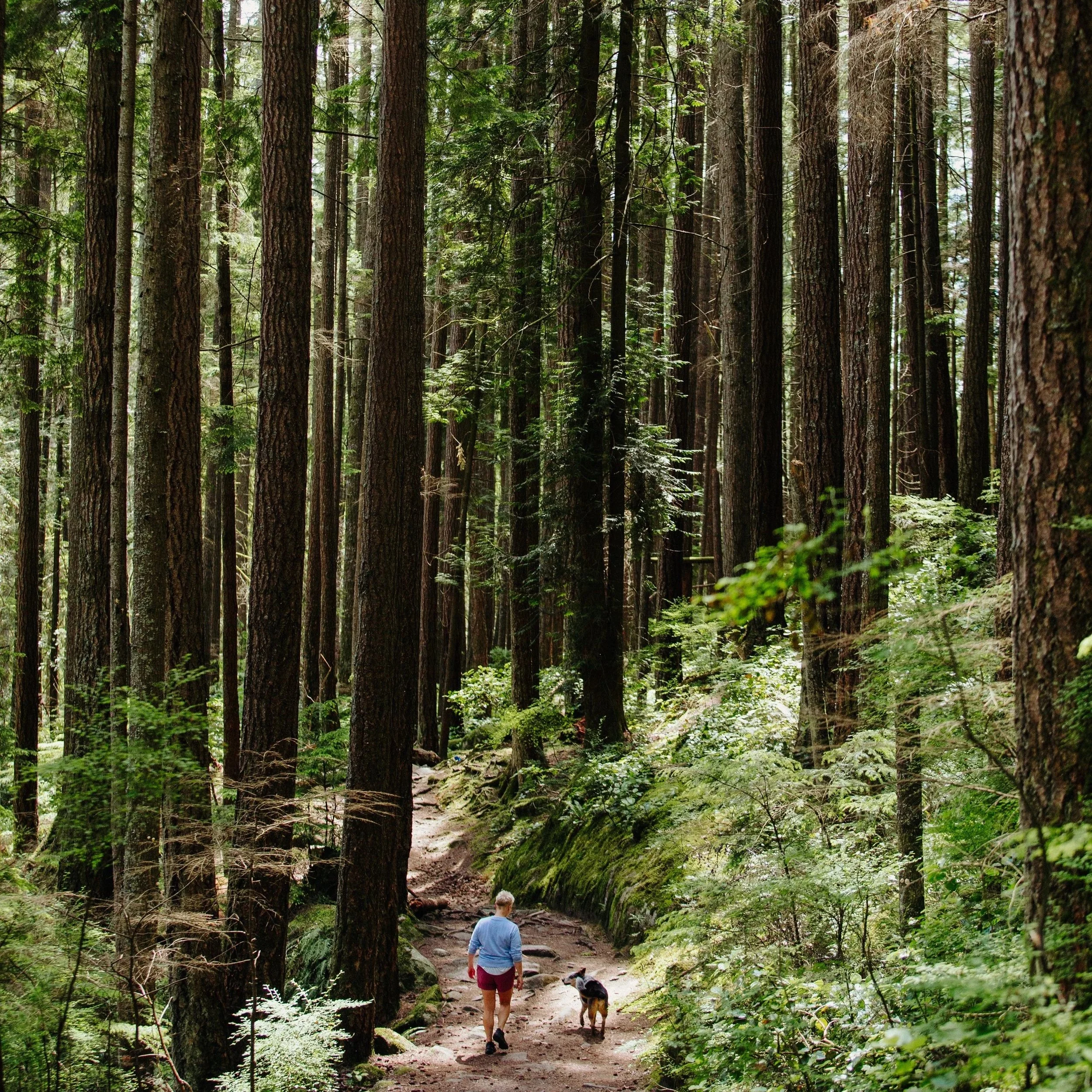 A woman and her dog walking on a trail through a dense forest of tall pine trees, with green foliage and a canopy overhead.