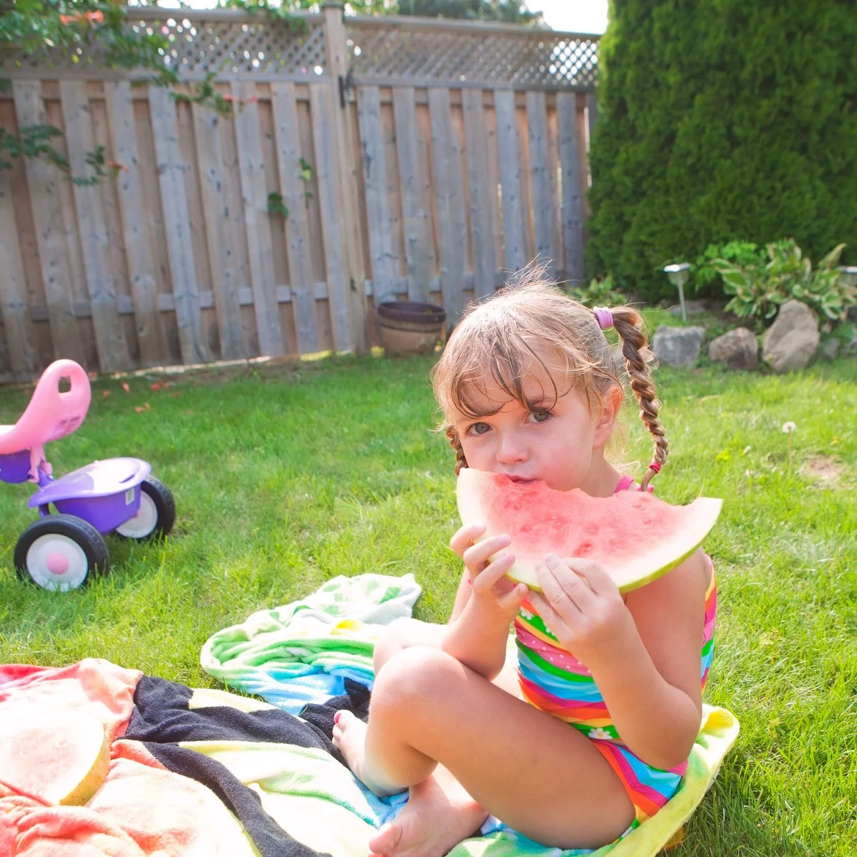 A young girl with braided hair sitting on the grass in a backyard, eating a slice of watermelon, with a purple and pink toy ride-on vehicle nearby and a background of a wooden fence, green plants, and rocks.