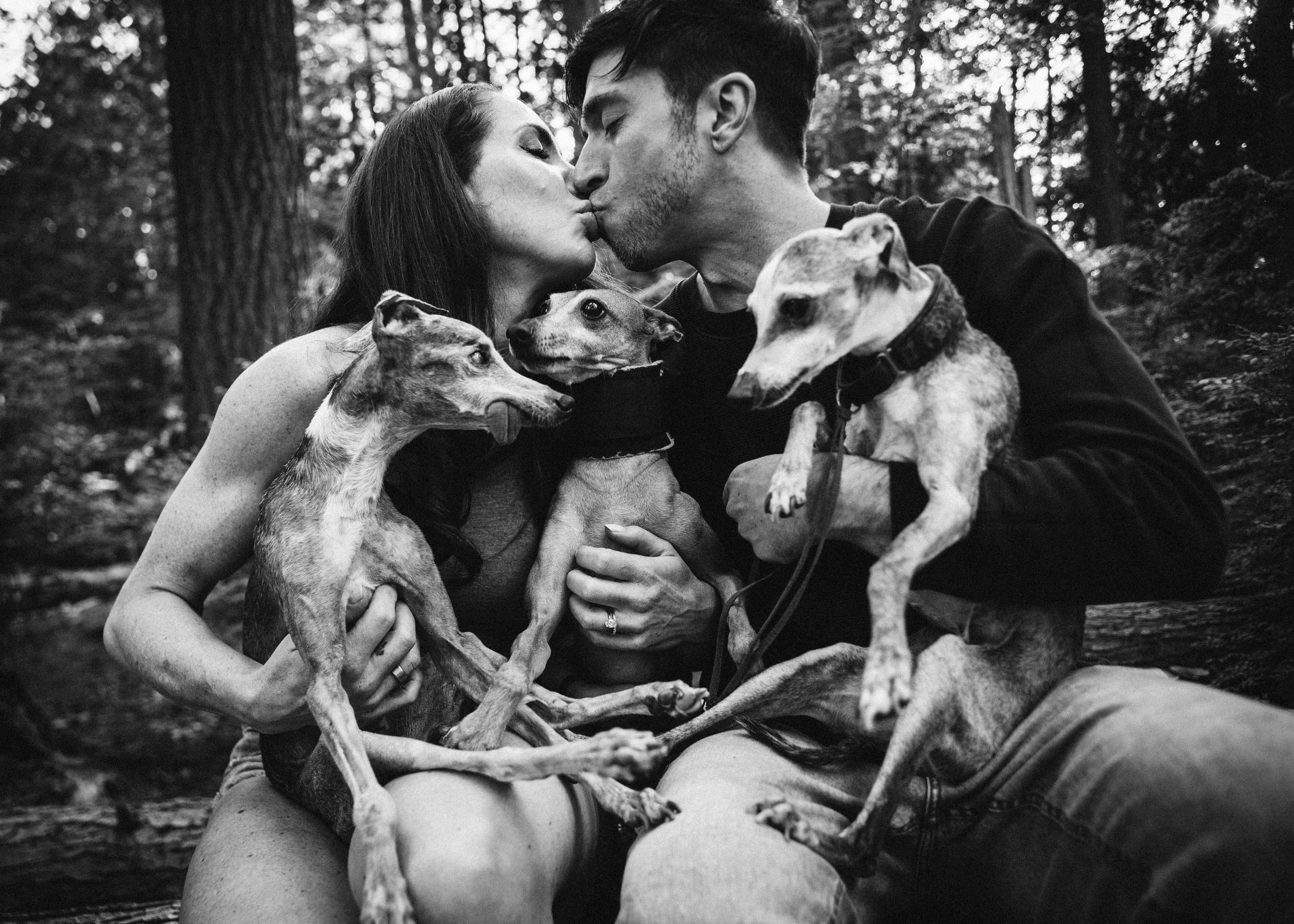 A black and white photo of a woman and a man kissing in a forest, surrounded by four whippet dogs that they are holding.