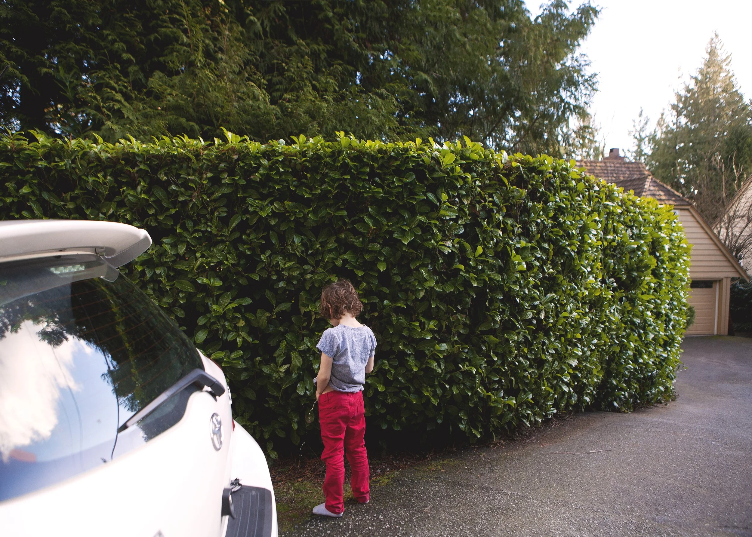 A young boy with curly hair wearing a gray T-shirt and red pants standing near a large, green, leafy hedge beside a white SUV, with a small beige garage and trees in the background.