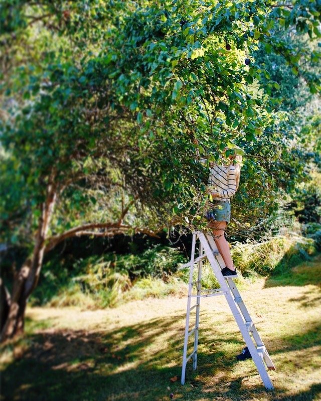A person standing on a ladder picking apples from a tree in a sunny outdoor setting.