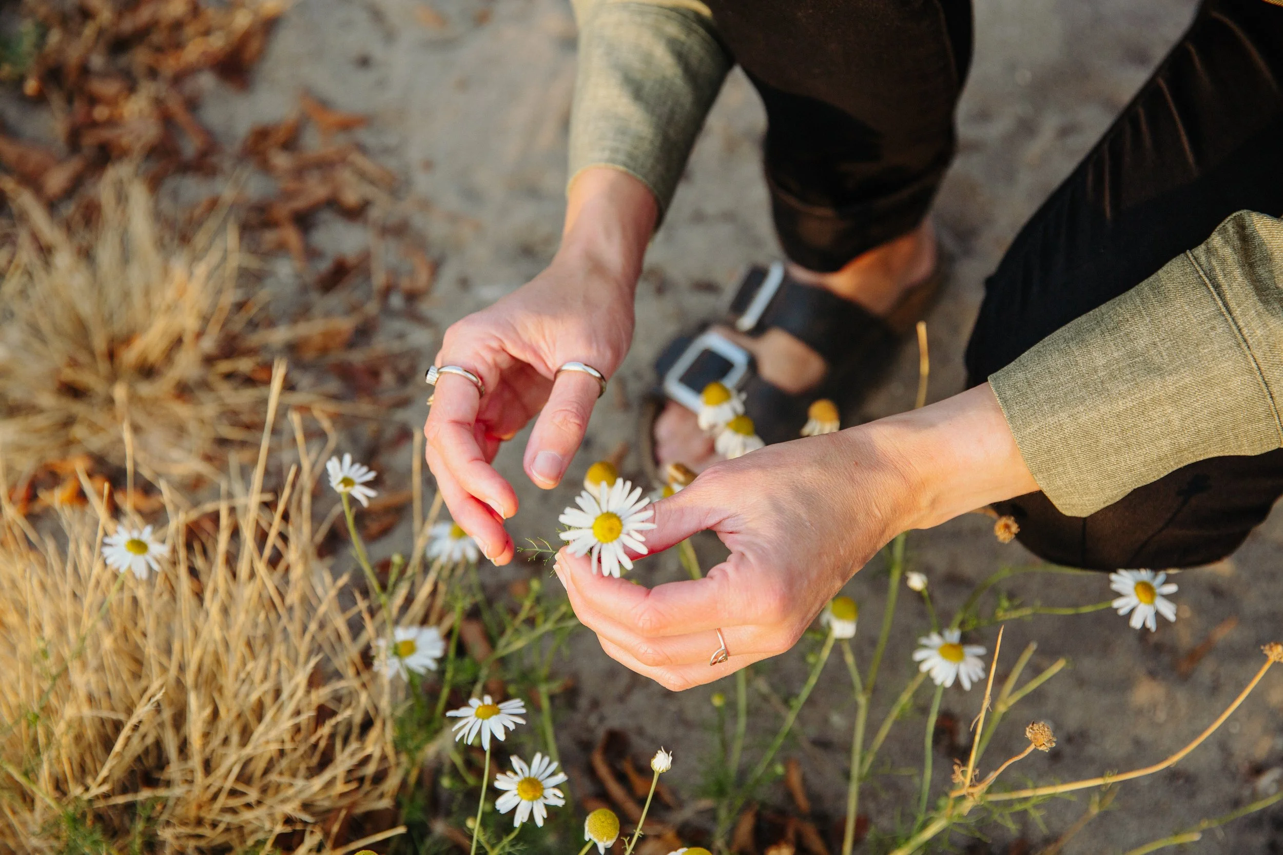 Person wearing multiple rings bends down to pick white daisies from a patch of wildflowers on the ground, with dry grass and dirt surrounding them.