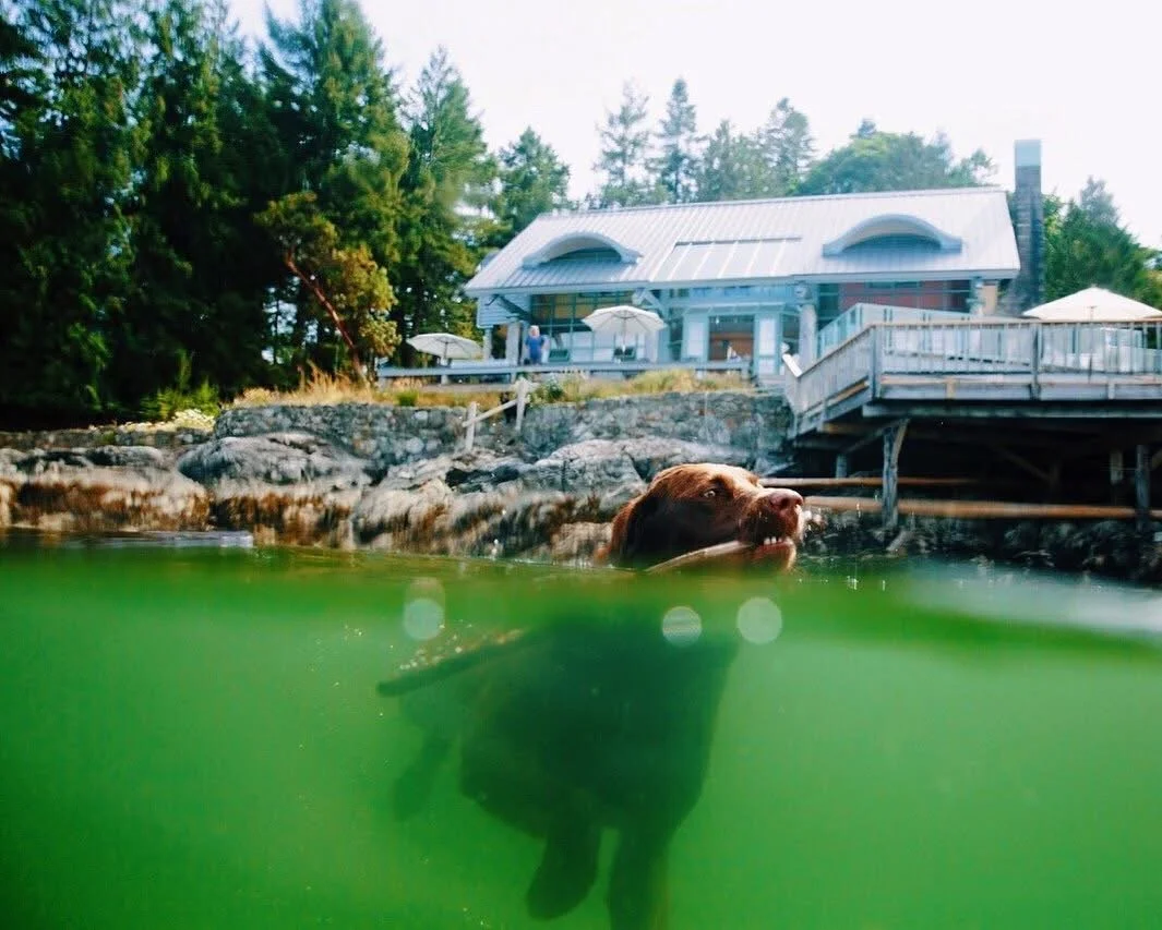 A brown dog swimming in a body of greenish water with a house and trees in the background.
