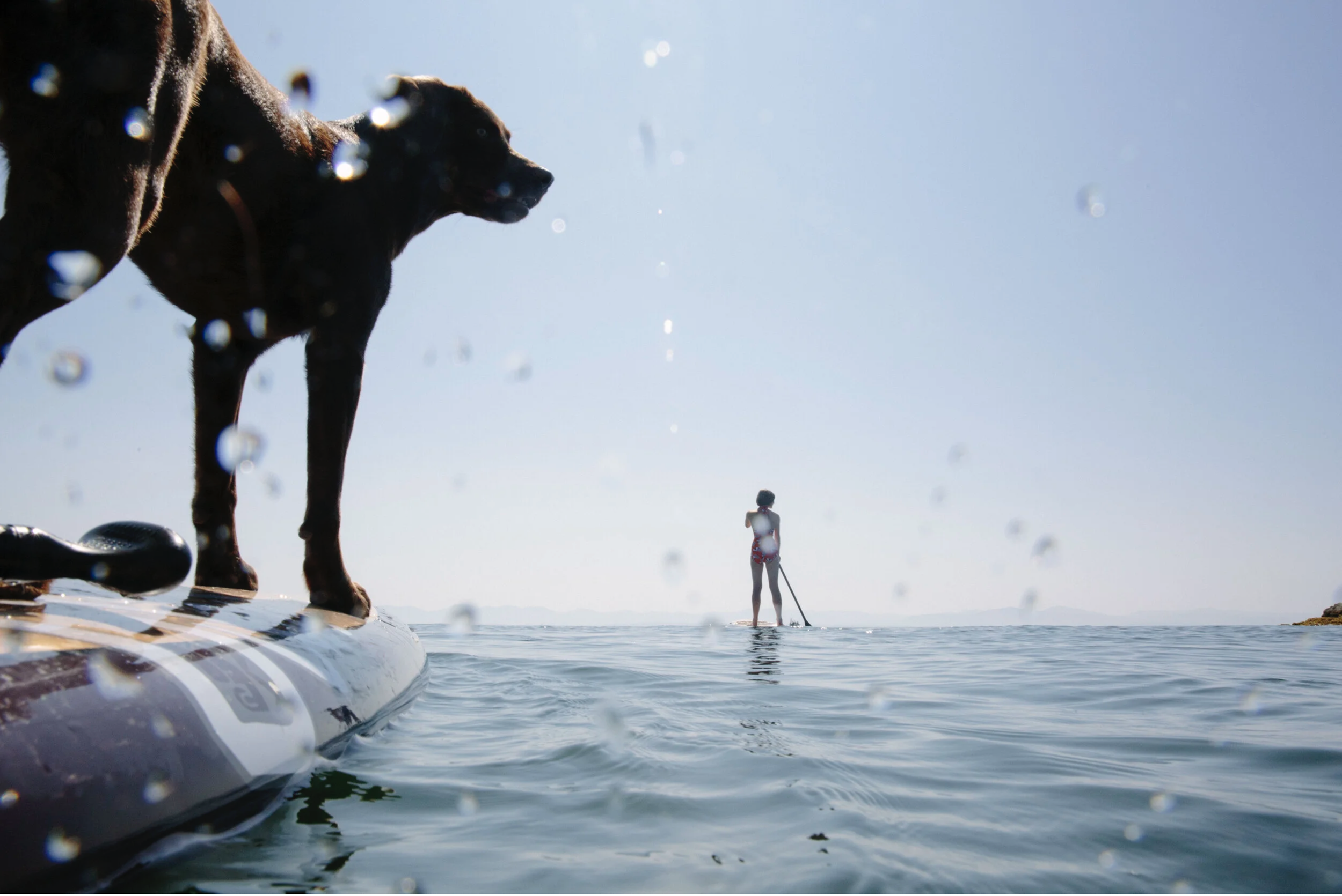 A dog standing on a paddleboard in the water, with a person paddleboarding in the distance, both under a clear blue sky.