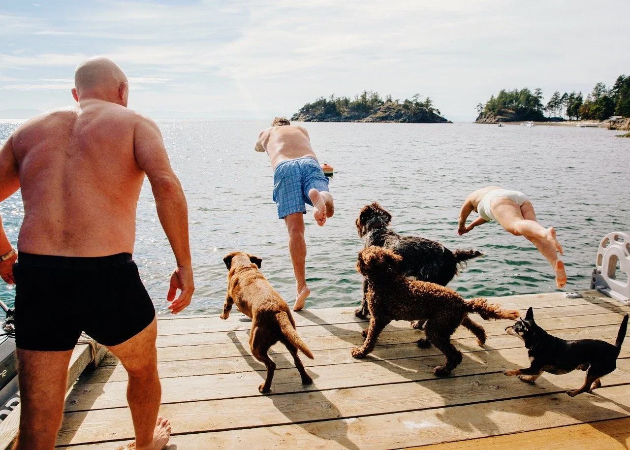 People and dogs jumping into a lake from a wooden dock during daytime.
