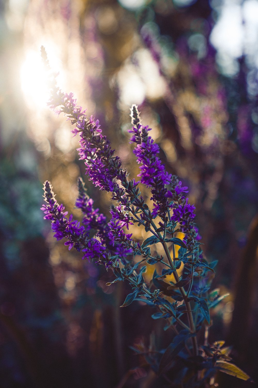 Nature Photo 4