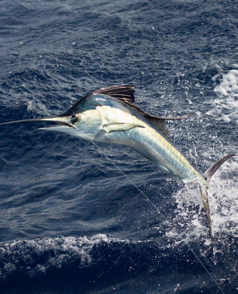 Registration opens March 1