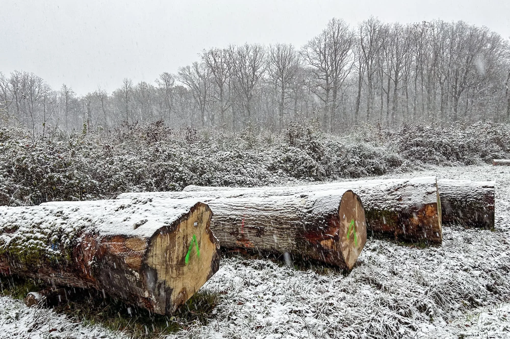 Oak logs seasoning in the snow