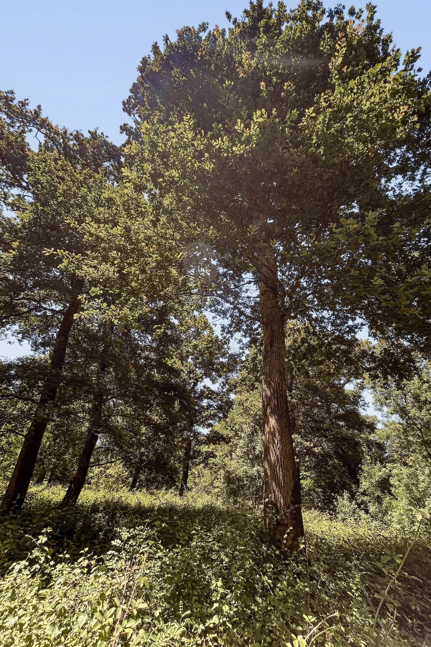 Oak tree standing in forest