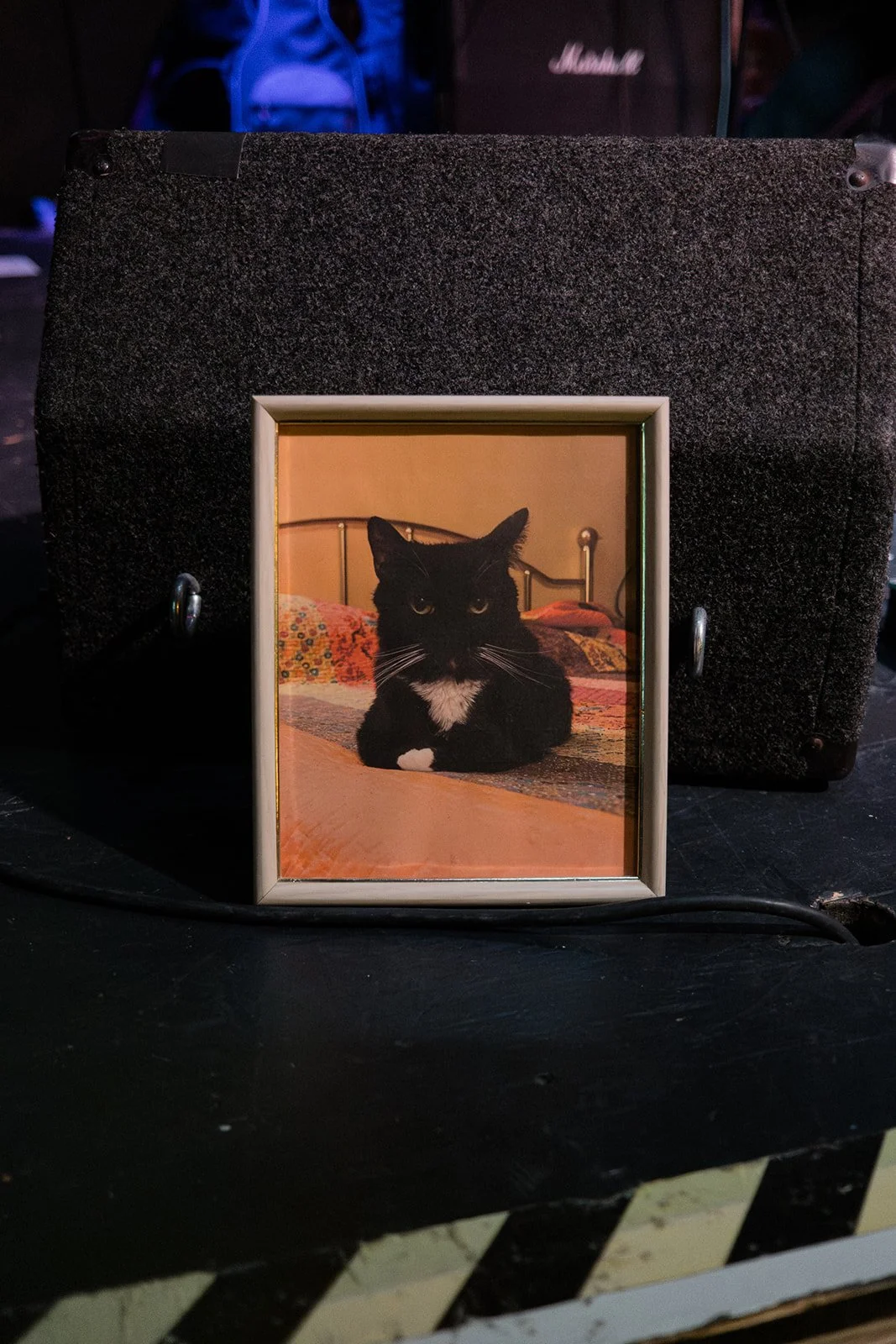 The picture of Aaron's cat Simon that was with him in the hospitals