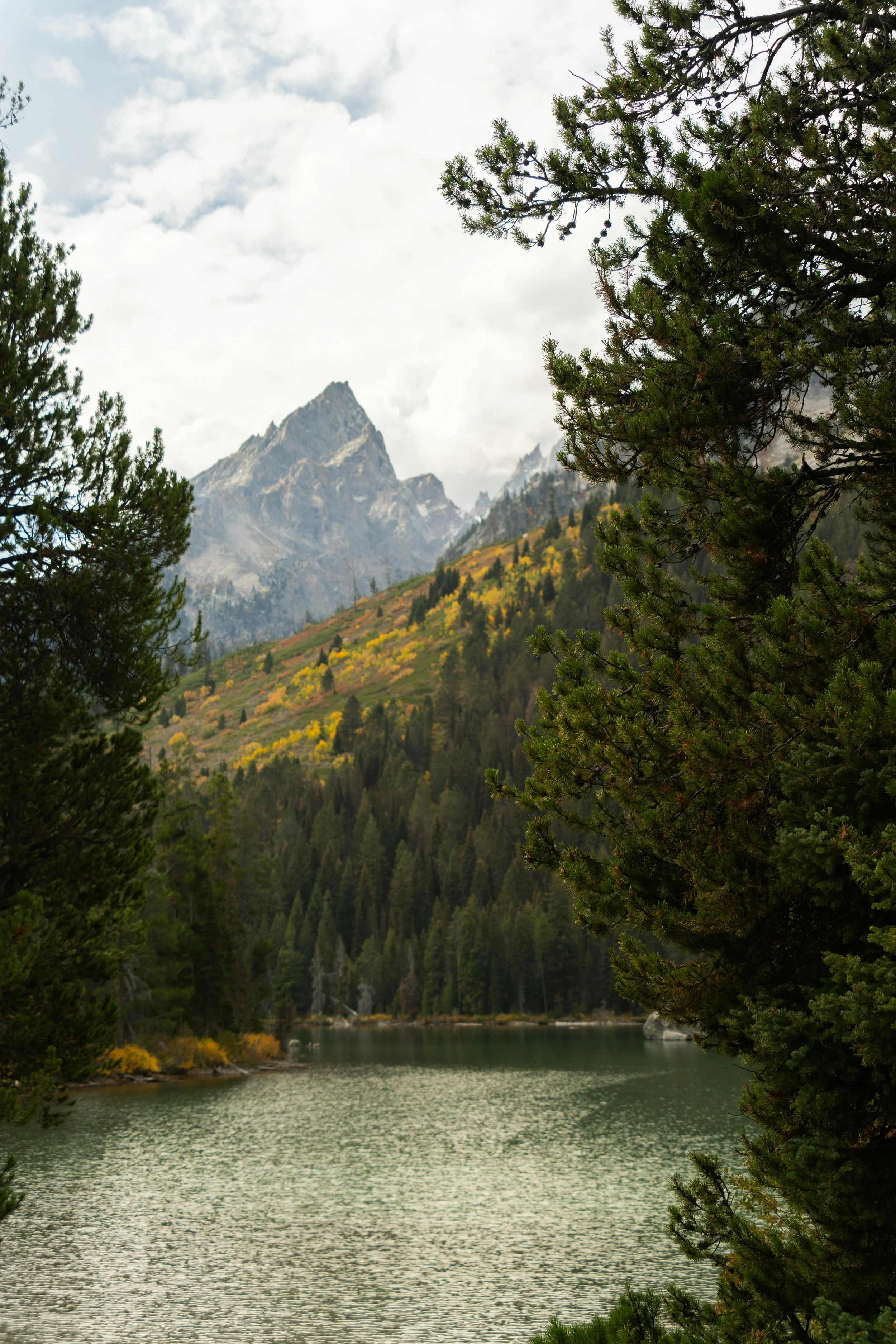 Peering through greenery and looking toward a peak of the Grand Teton mountains.