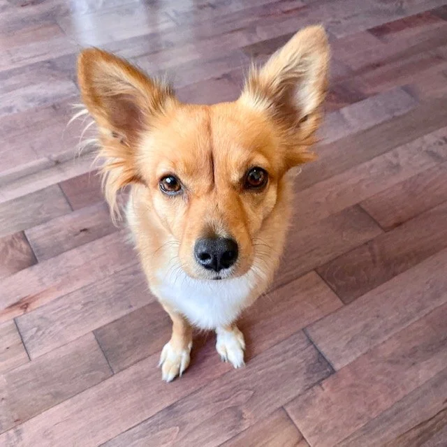 Gold and white dog sitting with intense stare