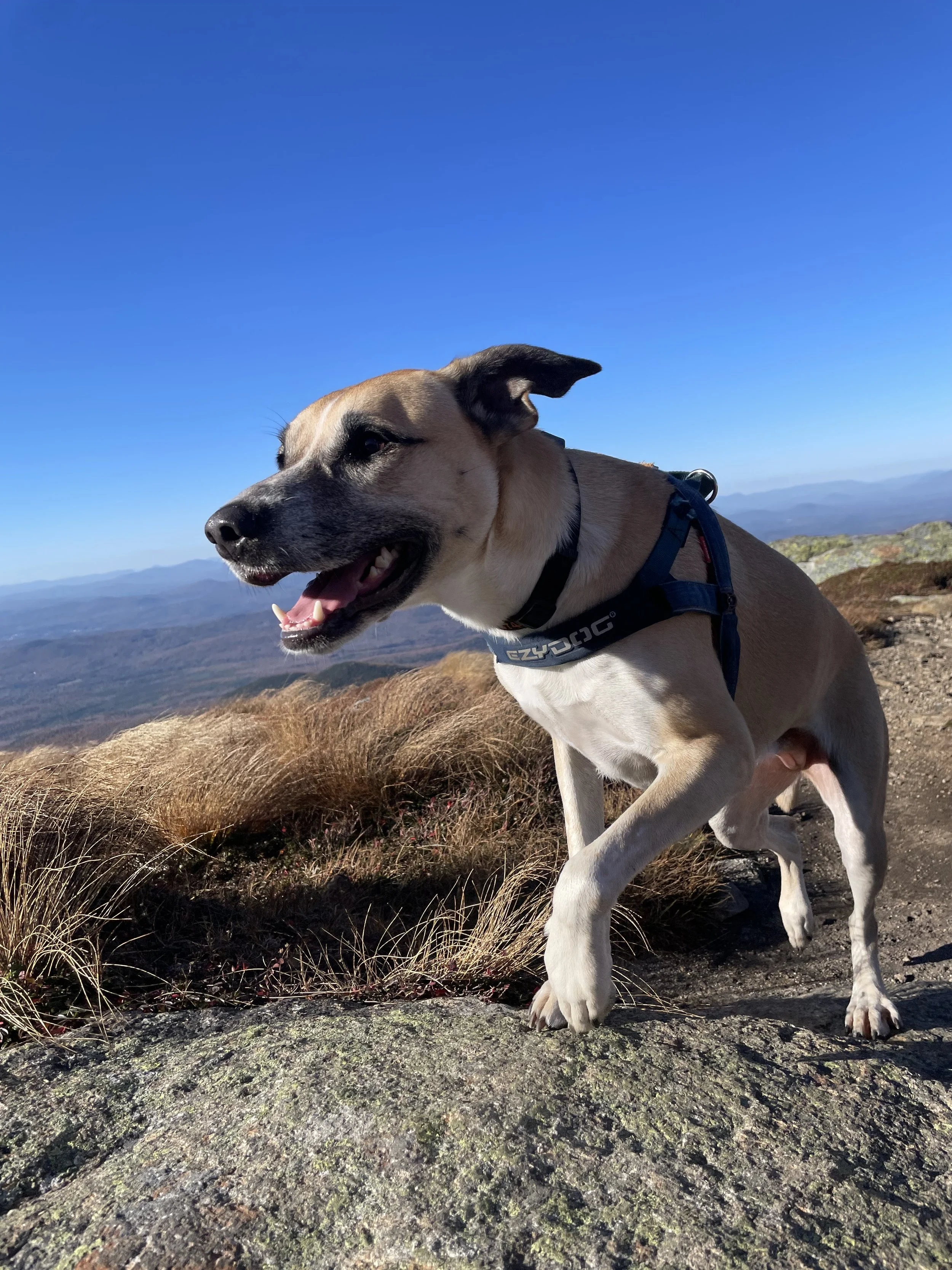medium-sized tan dog running on a mountain top