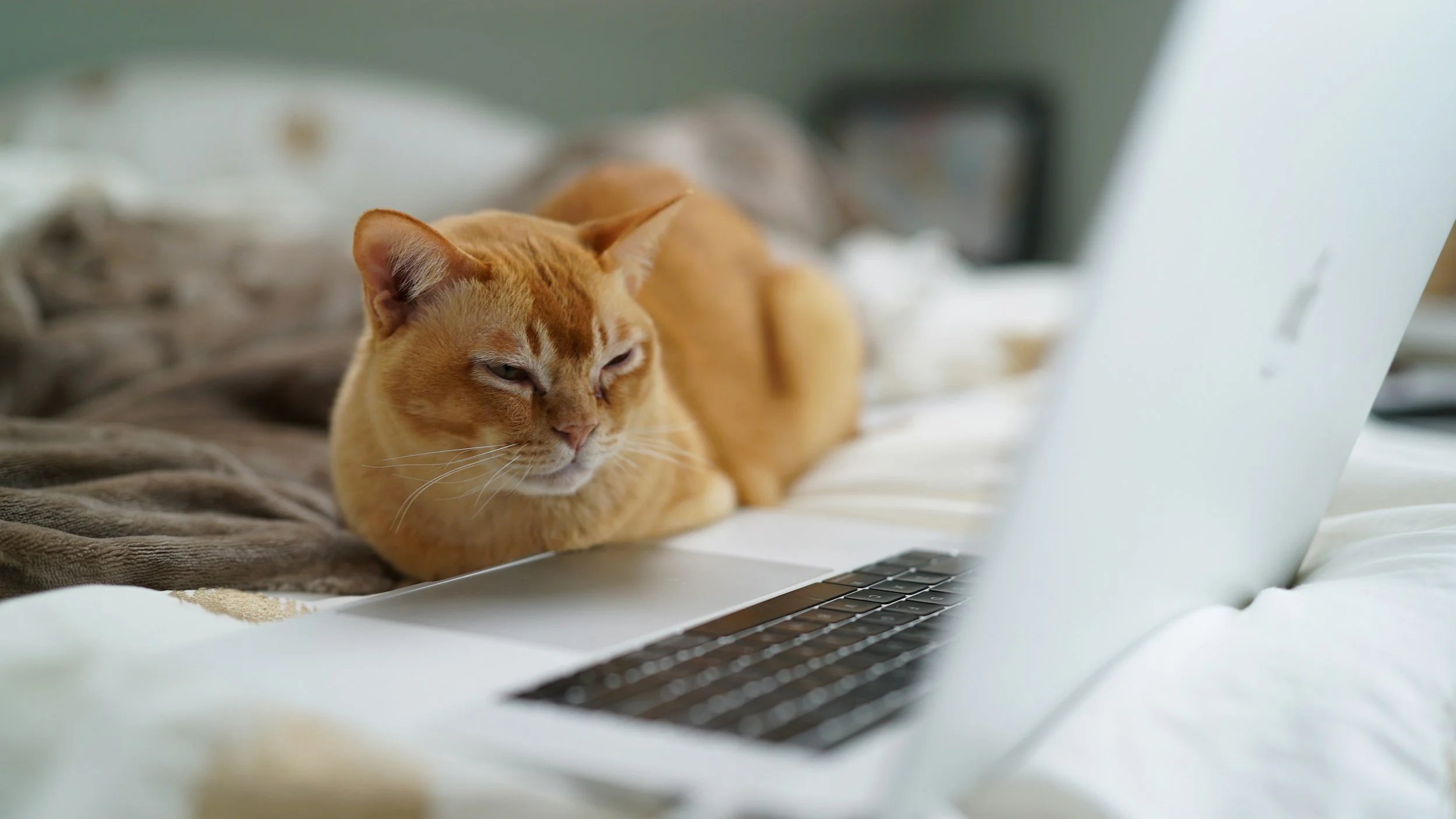 What’s the Difference Between Animal Communication and Reiki?
