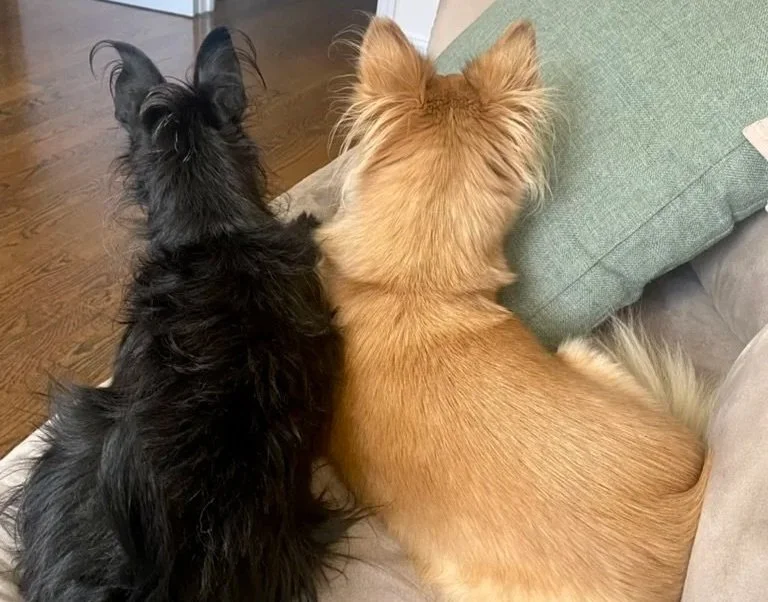 What is Animal Communication, and How Does it Work?