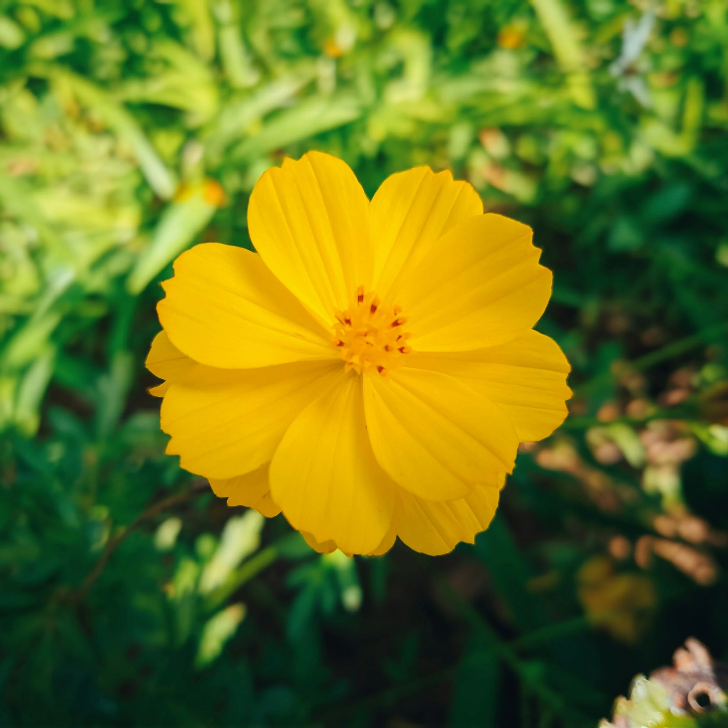 Yellow flower with petals open in green grass