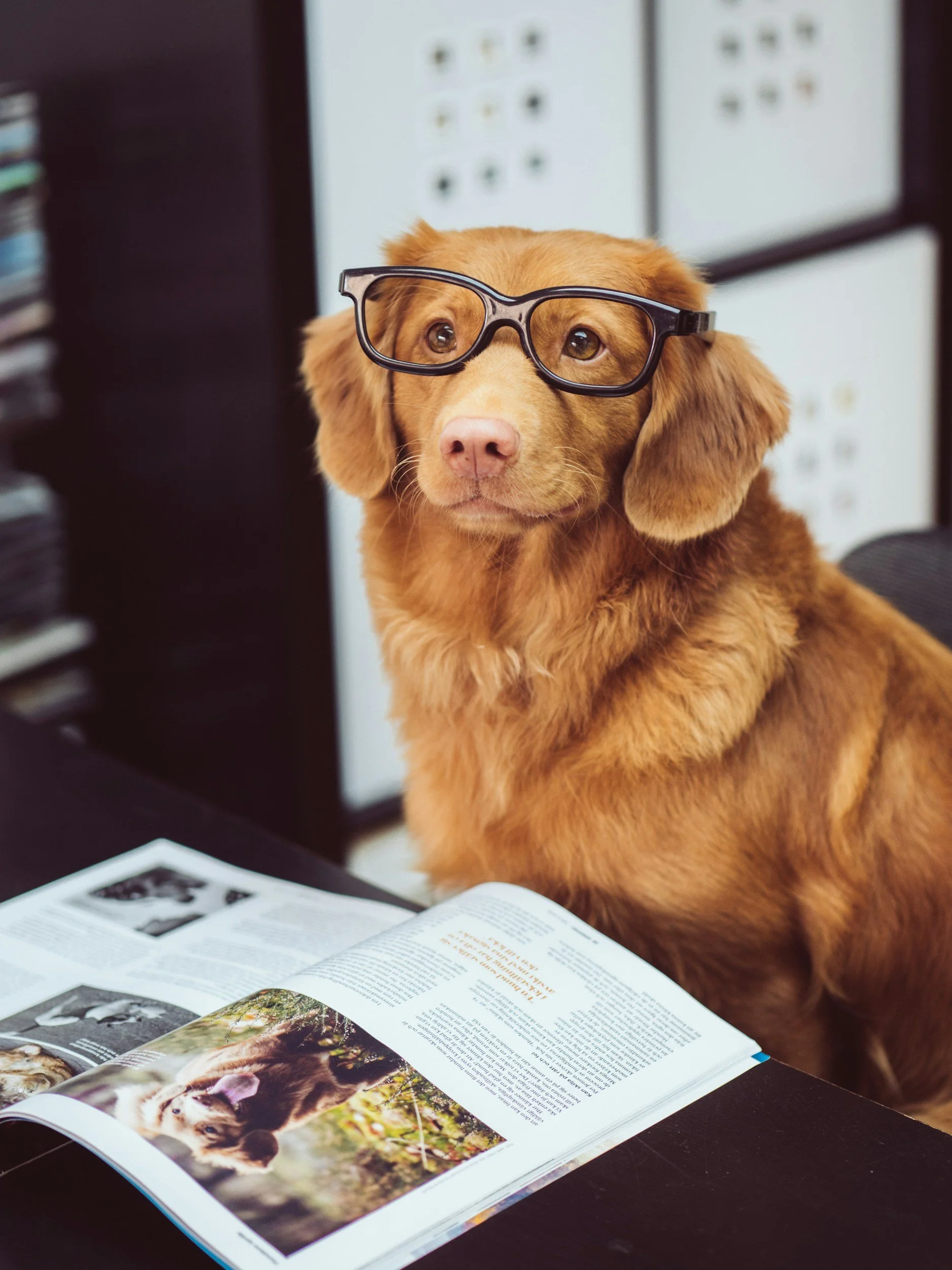 tan dog with black glasses on at table with open magazine