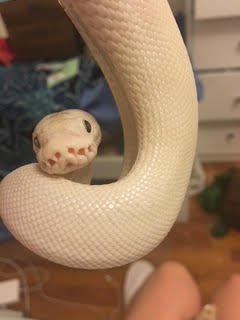 Albino python looking at the camera and smiling