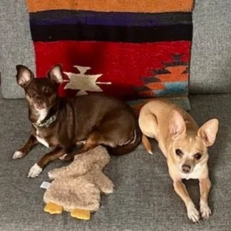 one brown chihuahua and one tan chihuahua sitting together on chair
