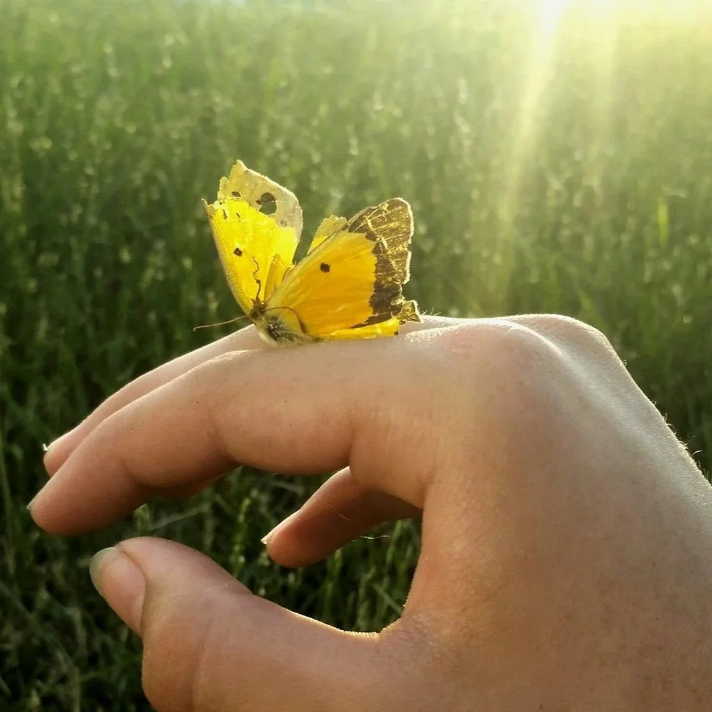 yellow butterfly landed on human hand with grass background
