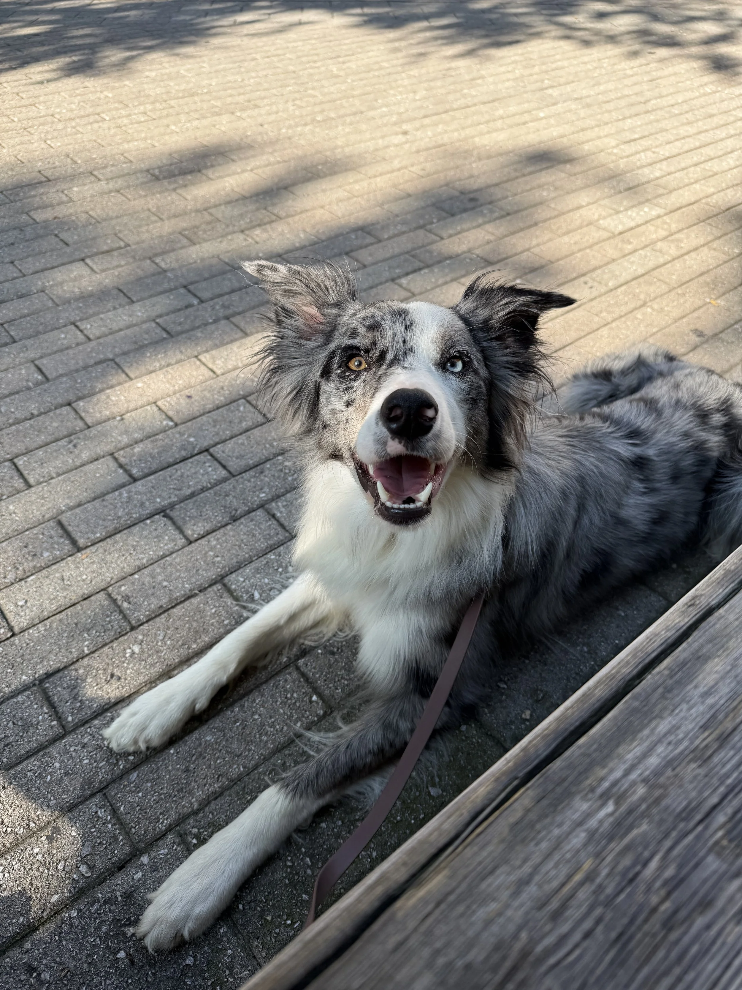 Grey and white dog laying on a brick ground, smiling