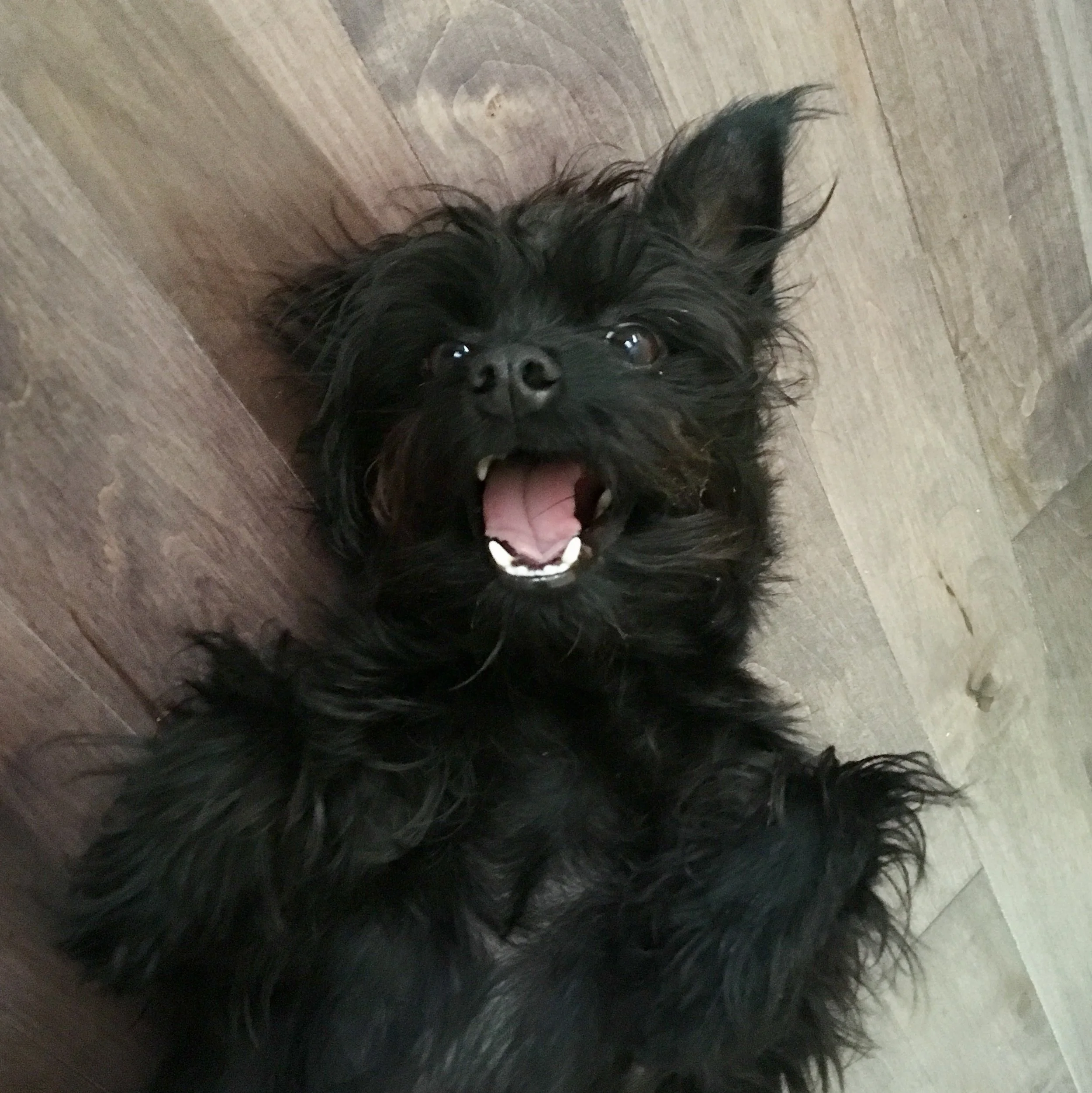 Black scruffy dog lying on back with mouth open