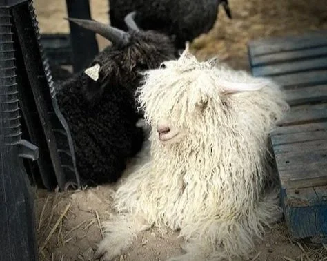 Angora Goats