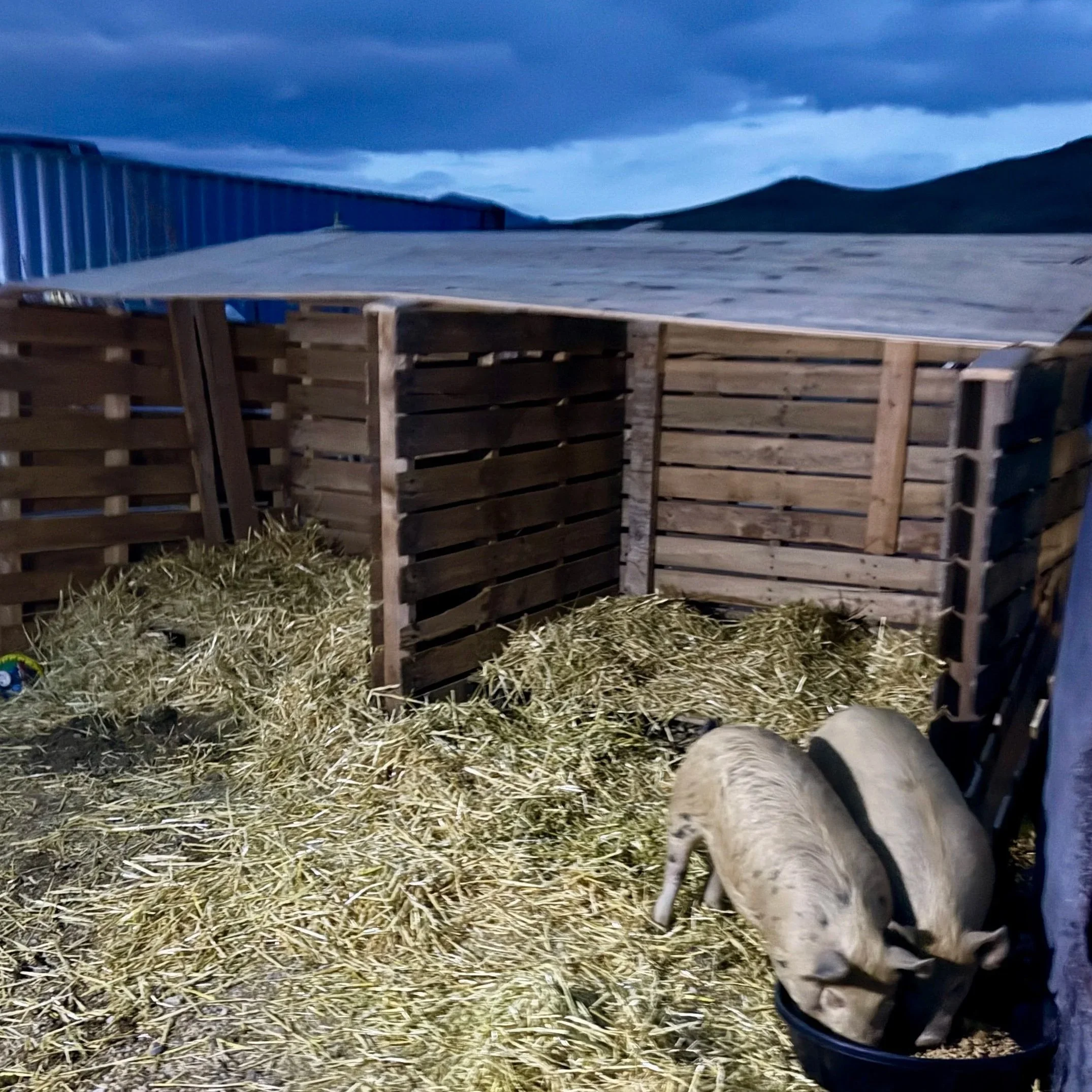 Hansel & Gretel Piglets