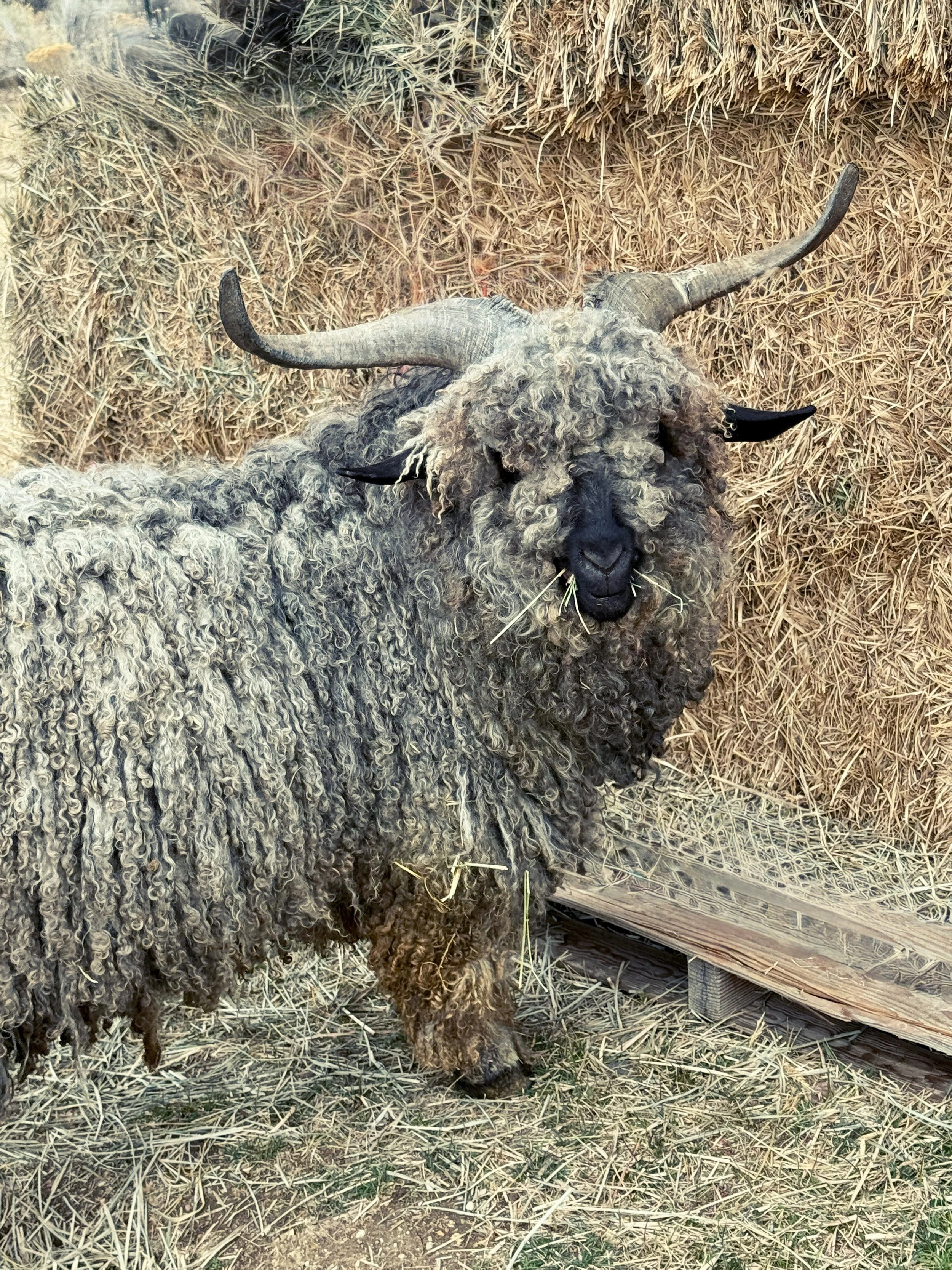 Apollo Hay March 2026.jpg