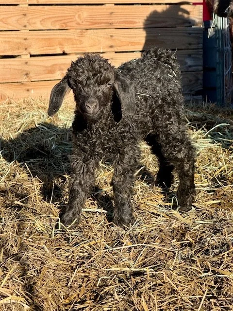 Pegasus 20260303.jpeg