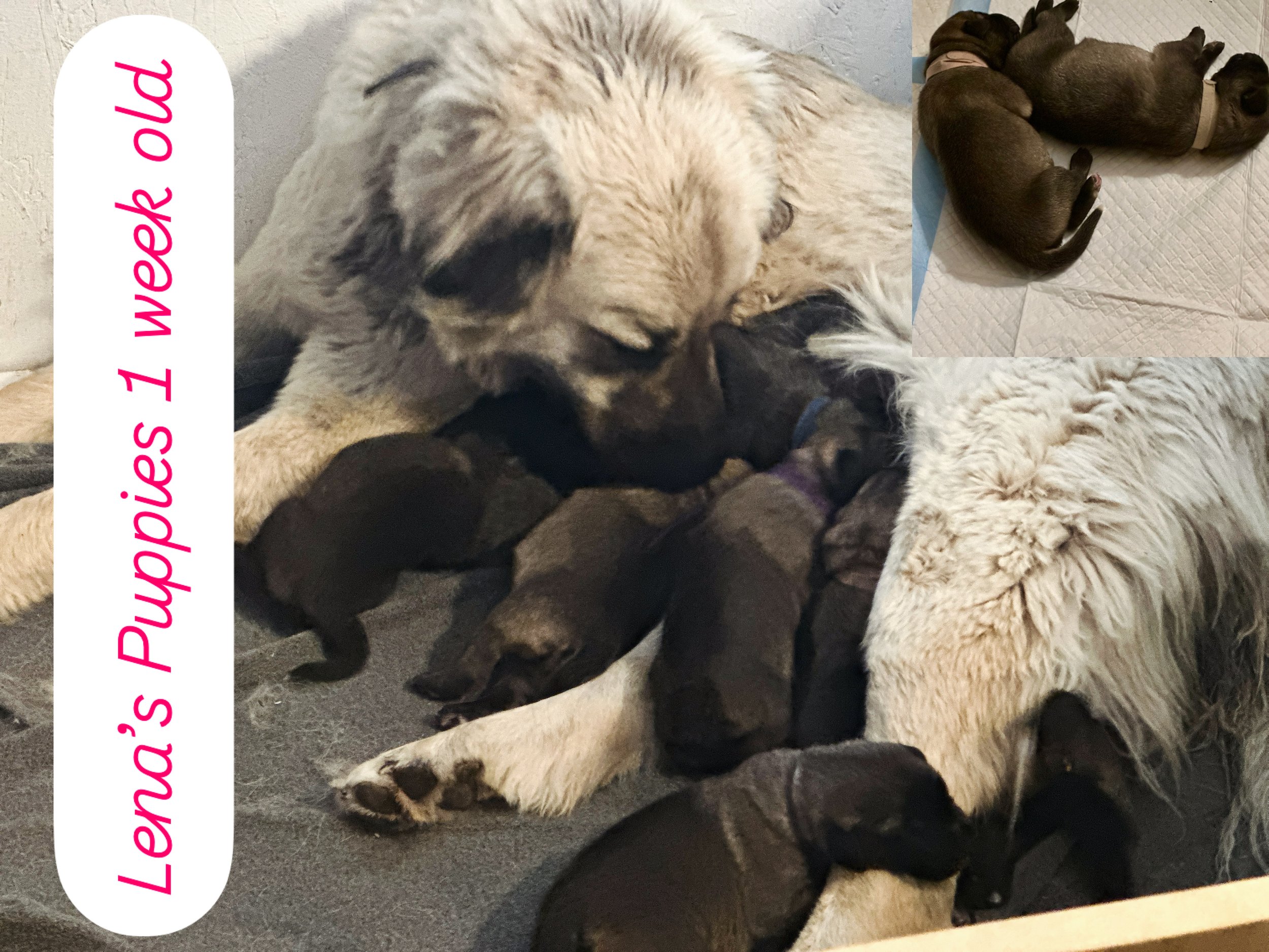 Twin J: Lena & Puppies 1 Week Old