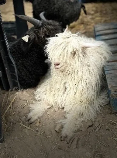 goats+relaxing.jpg