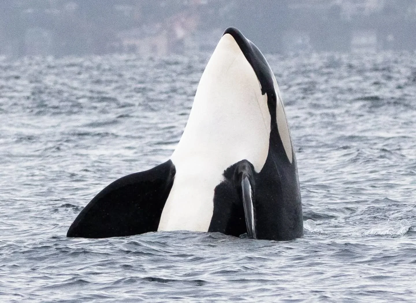 🚨 final public hearing on the One Seattle plan today. This plan determines the future of Seattle's environment for the next 20 years, yet it never had an adequate assessment of environmental impacts on endangered species like our 73 critically endan