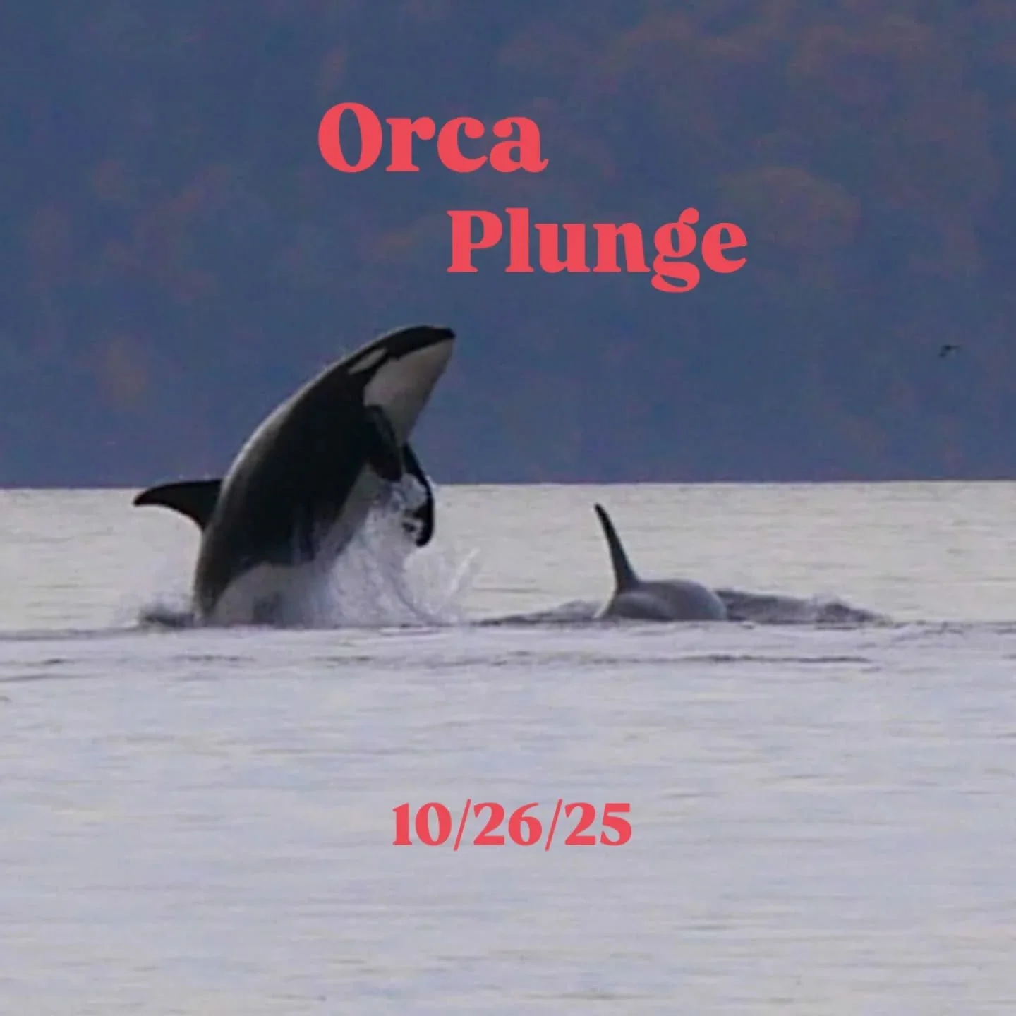 Join us to wrap up Ocean Week and raise awareness for stormwater pollution impacts on the critically endangered Southern Resident Killer Whales.
NOAA's Southern Resident Killer Whale Recovery Plan lists three main threats: lack of food, polluted wat
