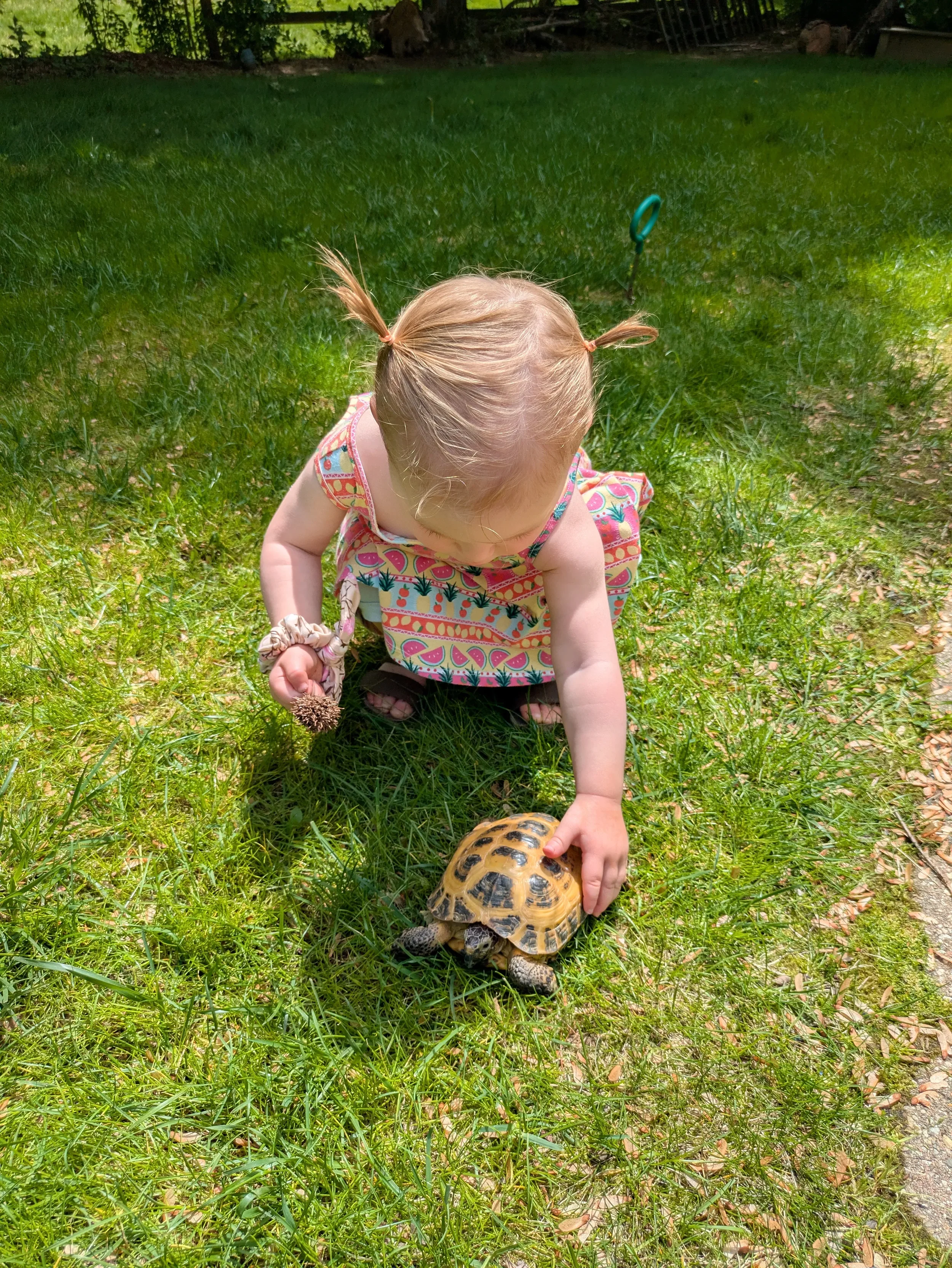 A young girl with blonde hair in pigtails is outdoors on grassy ground, reaching out towards a small tortoise.