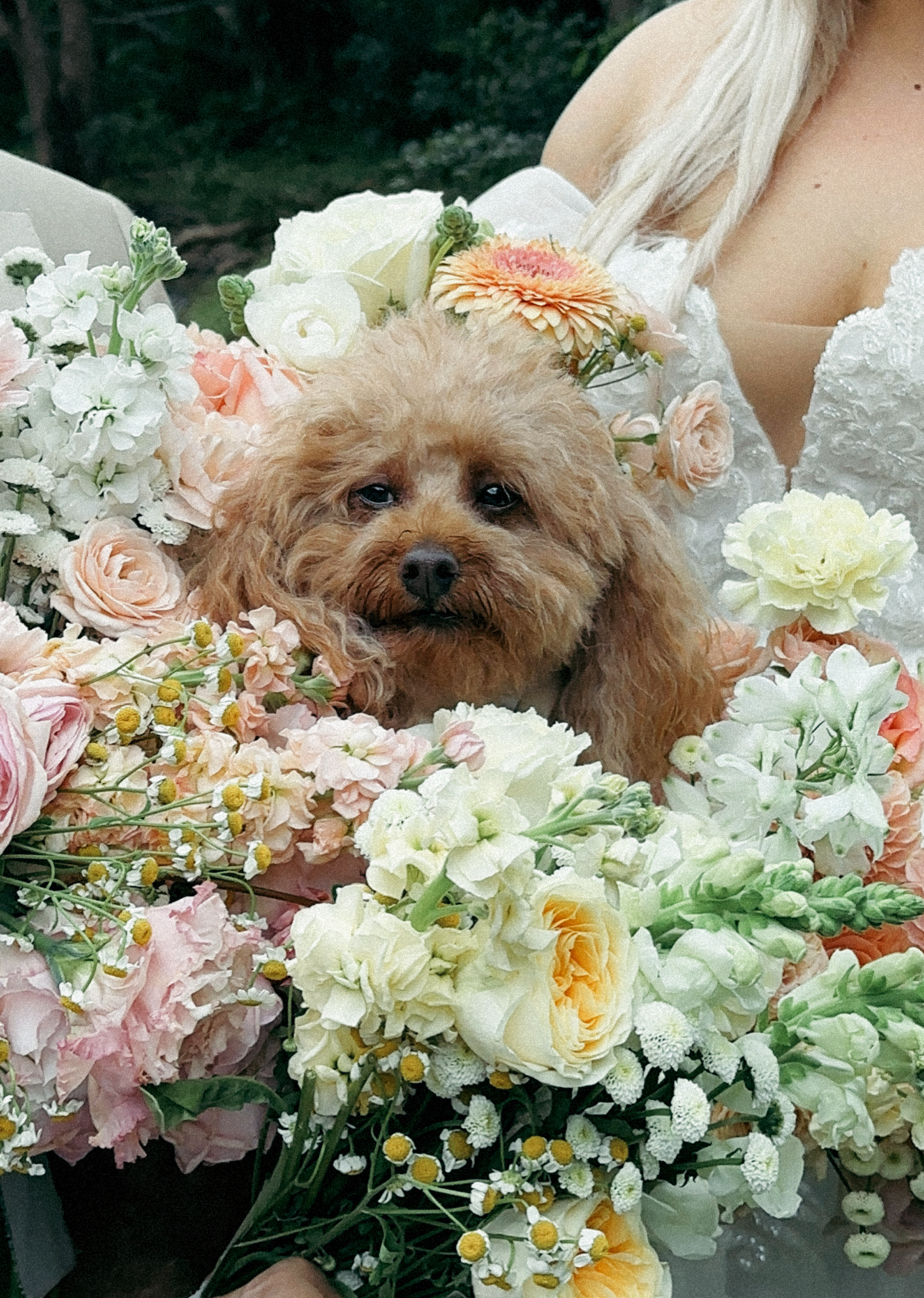 A small brown dog surrounded by an array of pastel-colored flowers, with a woman in a white dress holding the dog, likely at a wedding or special event.