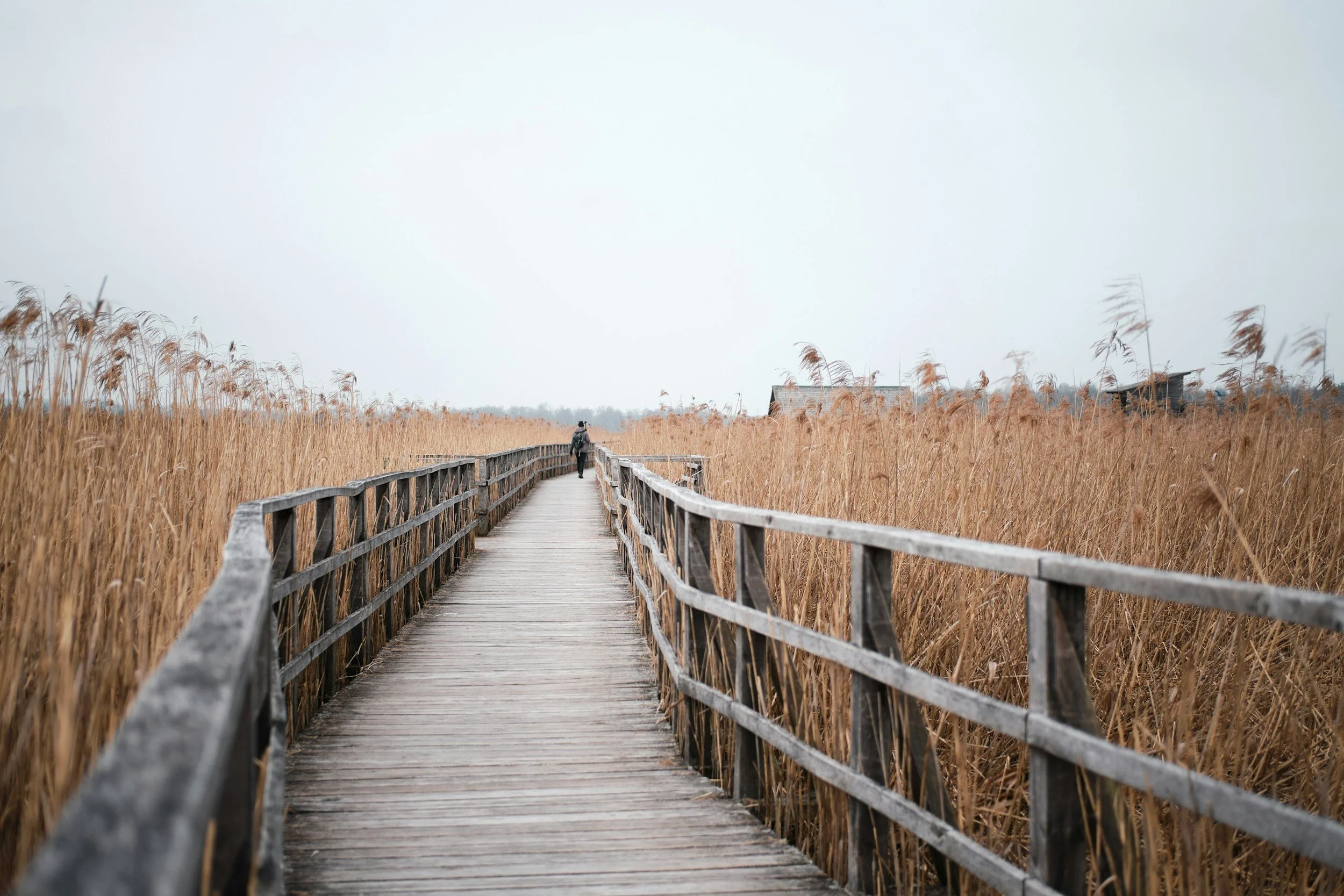 A wooden walkway surrounded by tall, dry, golden grass on both sides, with a person walking in the distance under a gray, overcast sky.