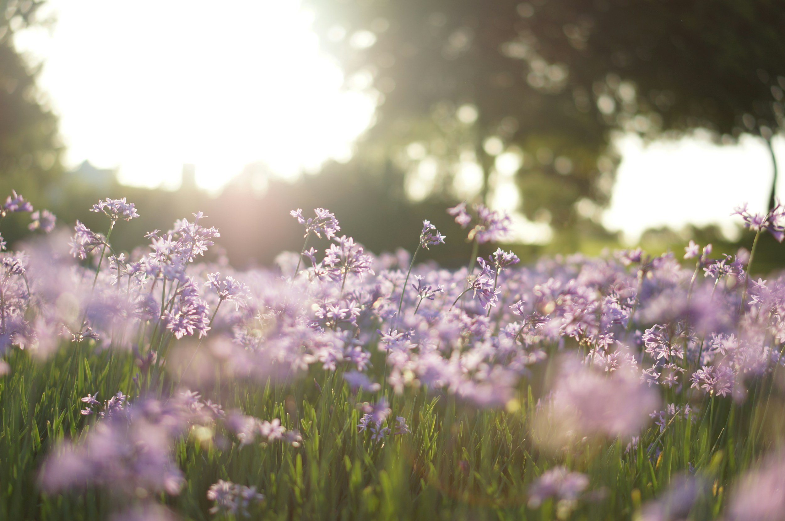 Sunlit field of purple flowers during sunset or sunrise with trees in the background.
