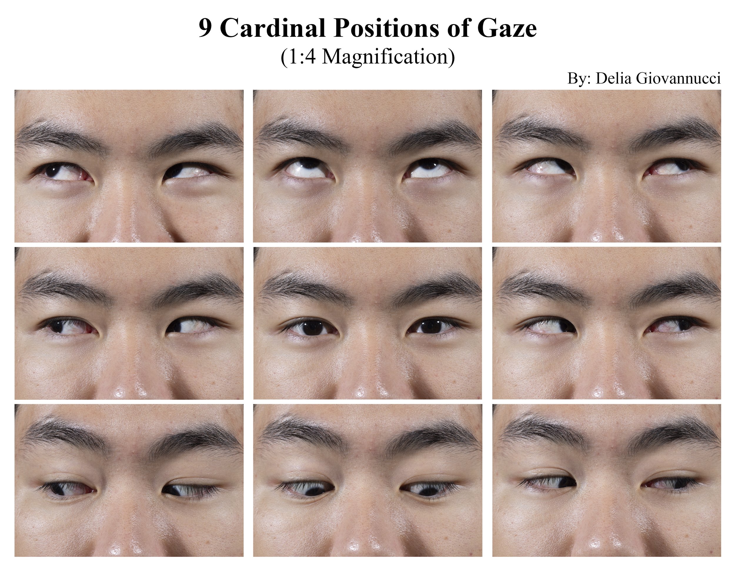241020_cardinal_gaze_composite.jpg