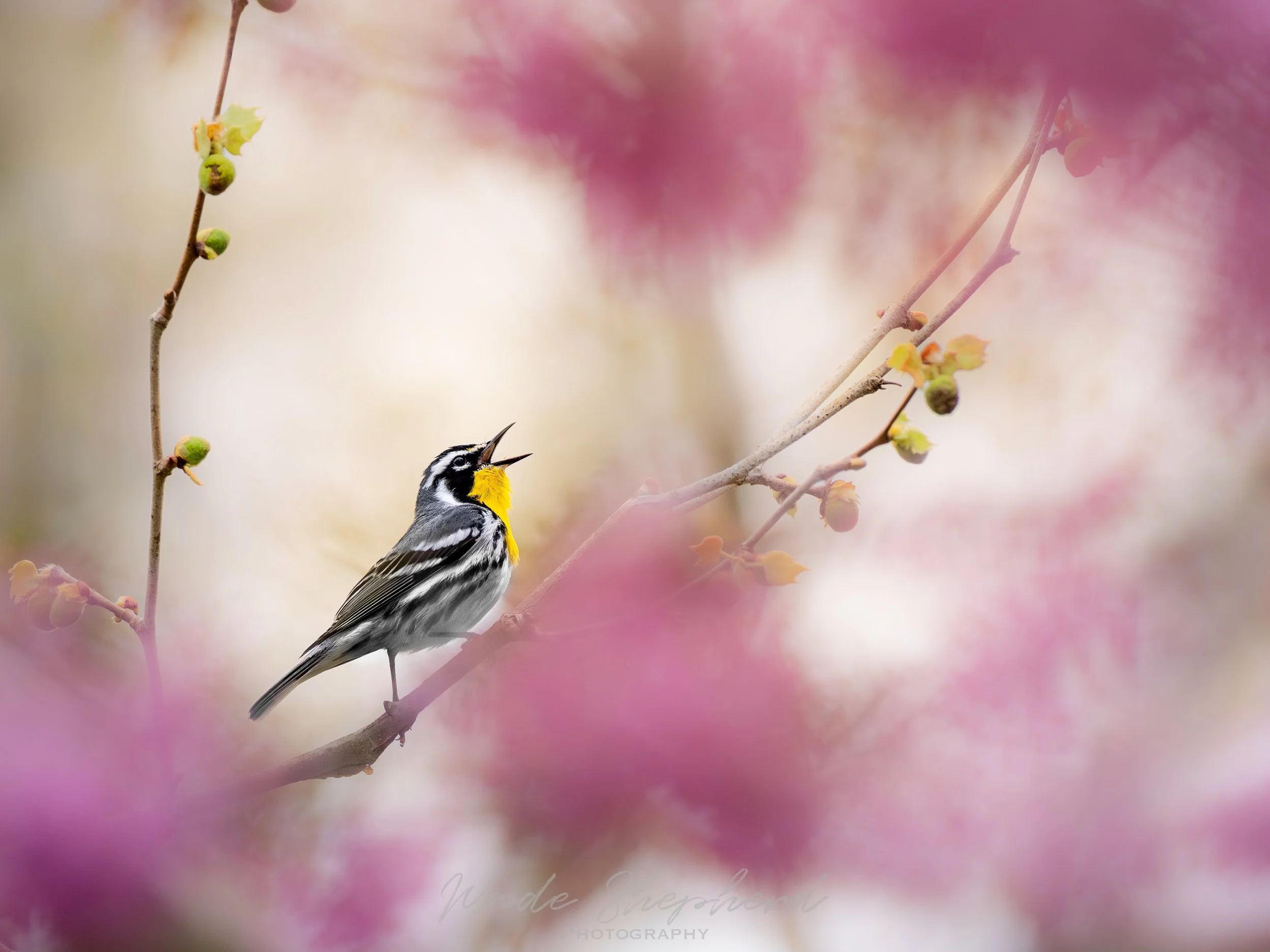 Calendar 2026 - 9.jpeg