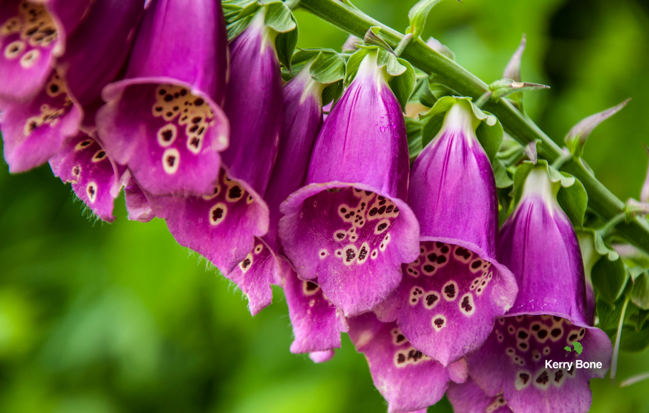 Two Centuries On, Foxglove Still Has More to Teach Us