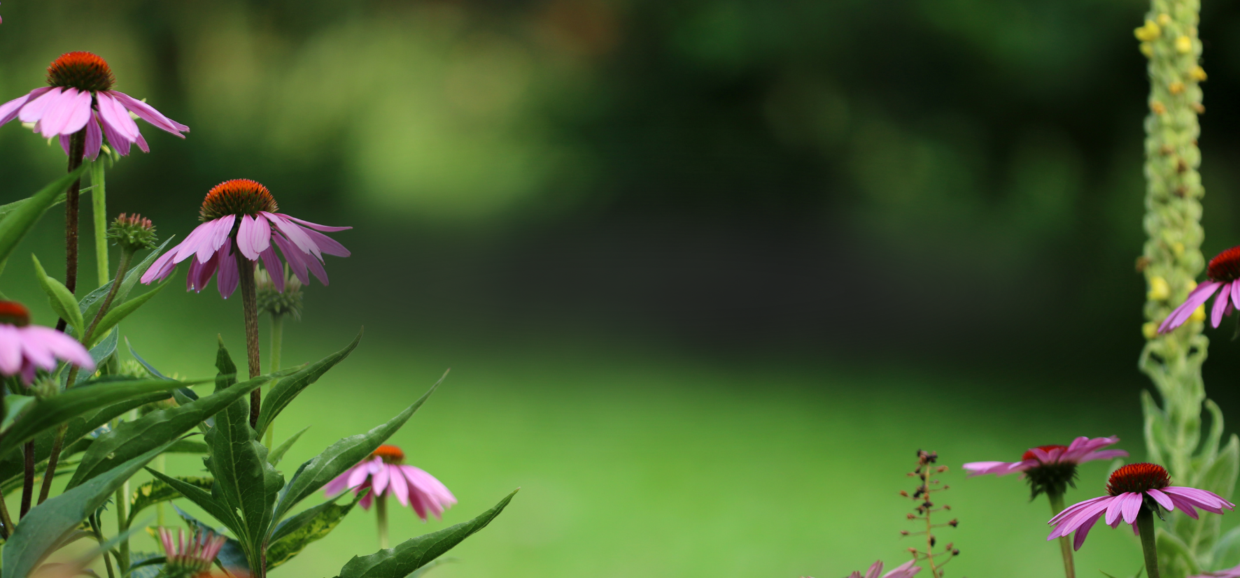 Pink and purple coneflowers with orange centers in a garden with green foliage and a blurred background.